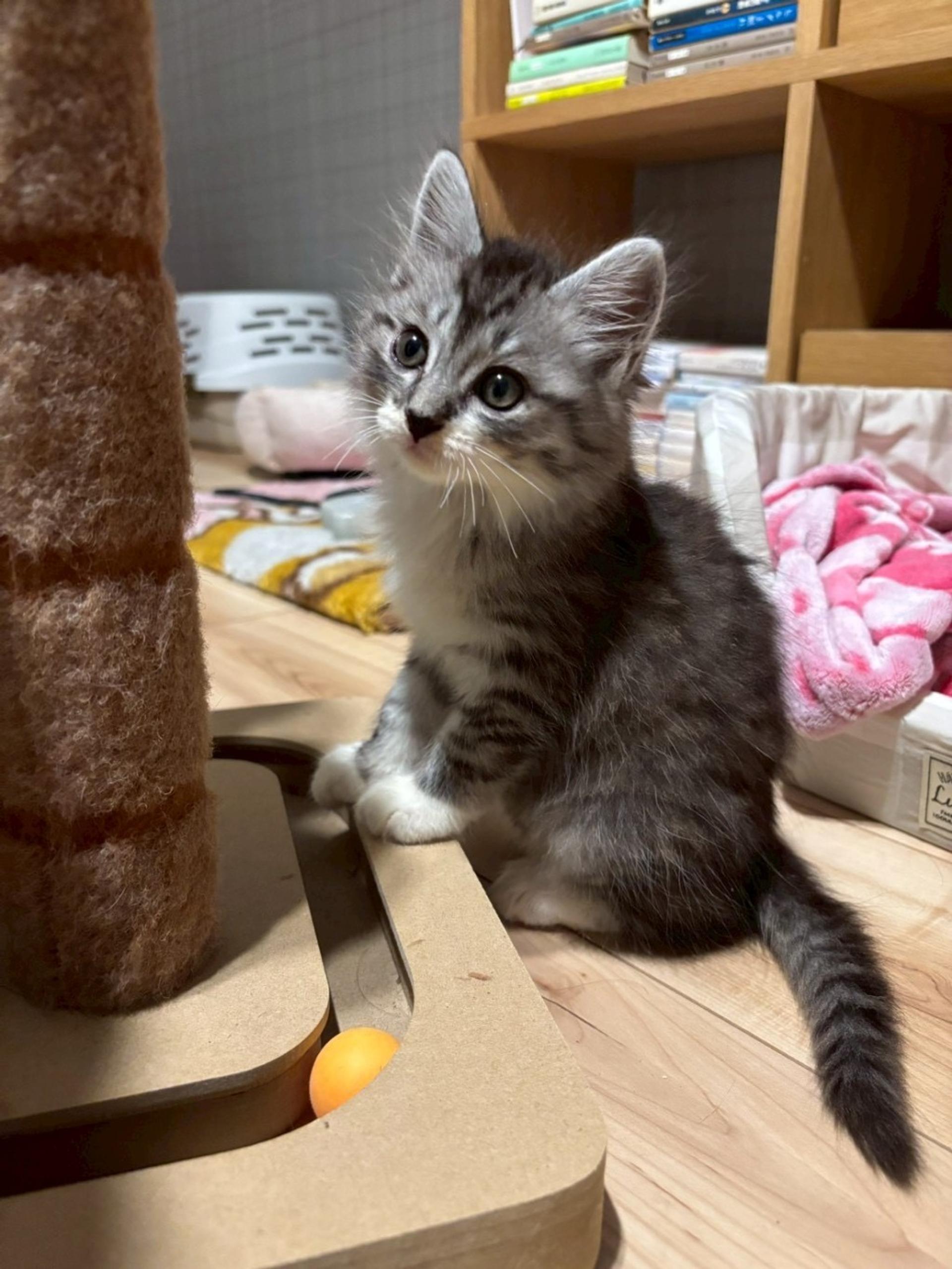 pet-image-2