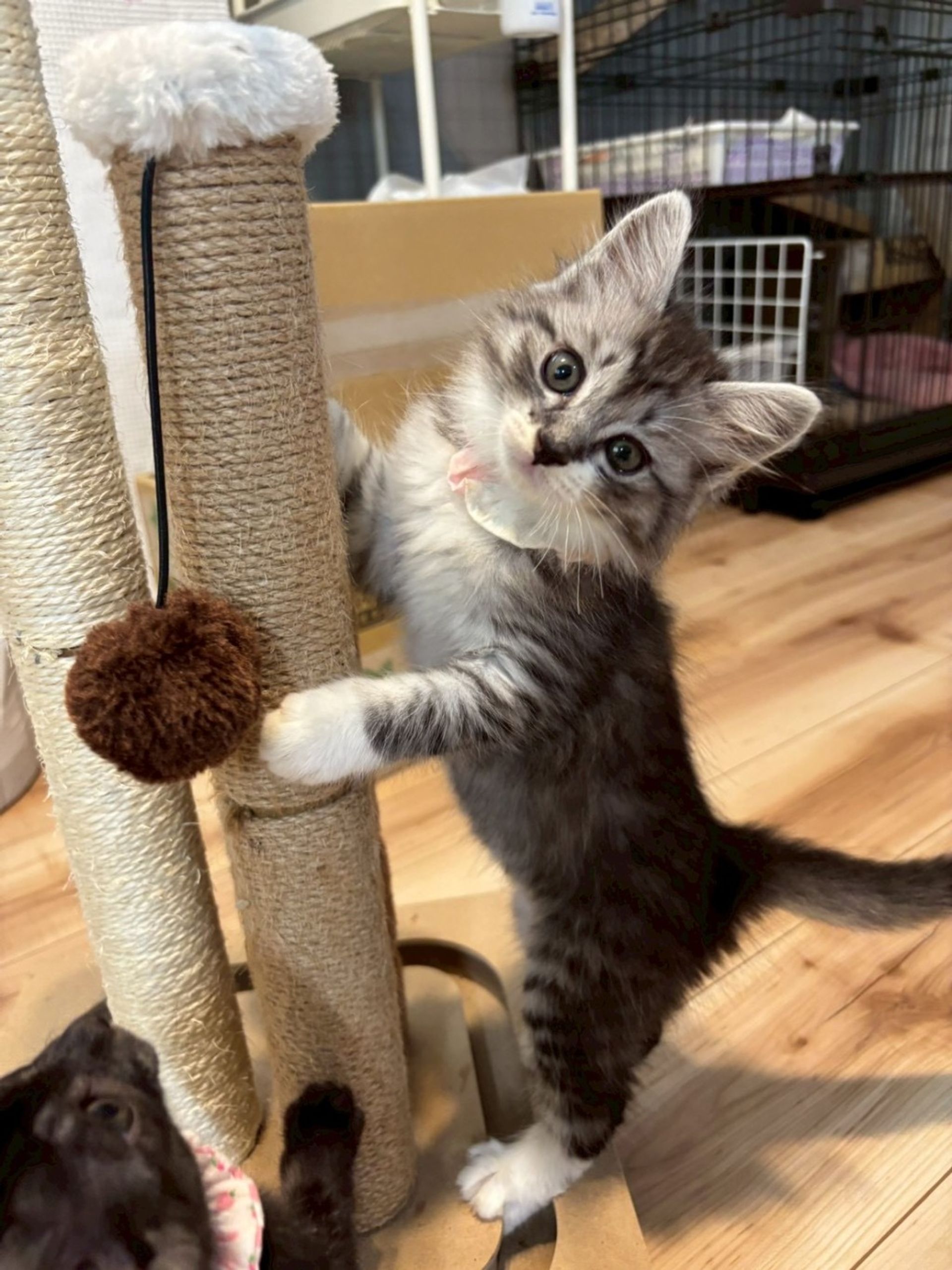 雑種（ミックス猫）・メスの里親募集の写真
