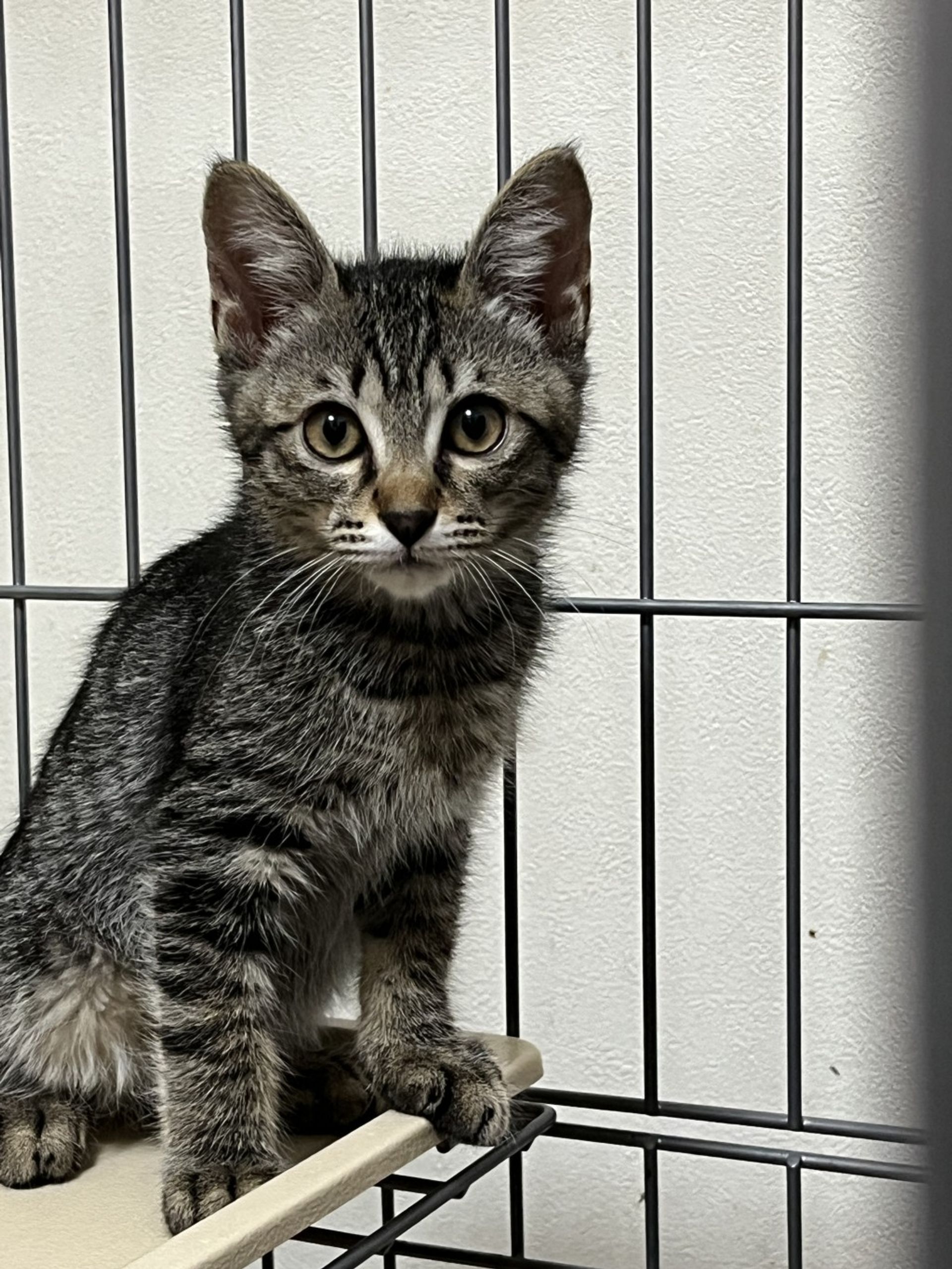 雑種（ミックス猫）・メスの里親募集の写真