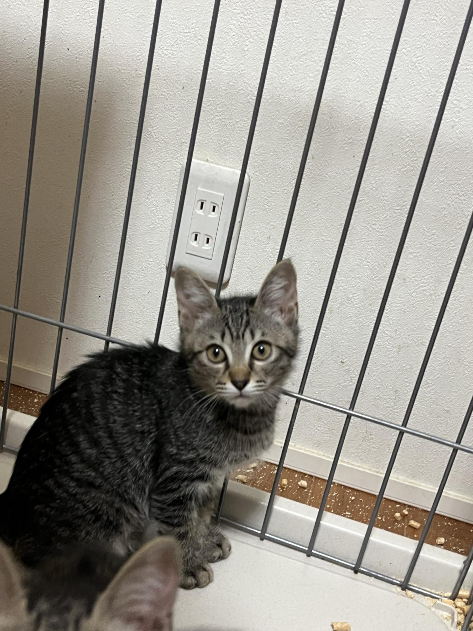 pet-image-3