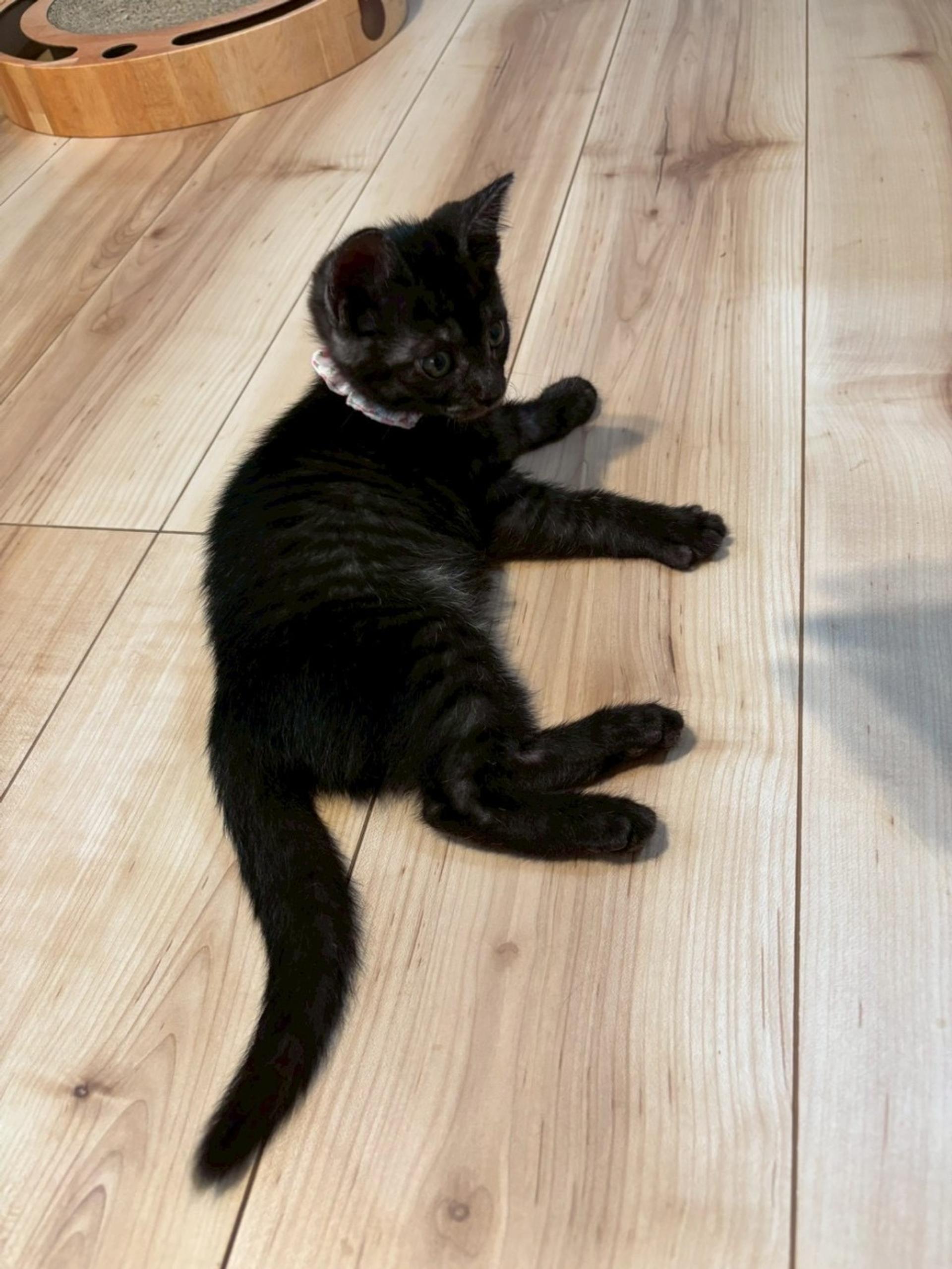 pet-image-2