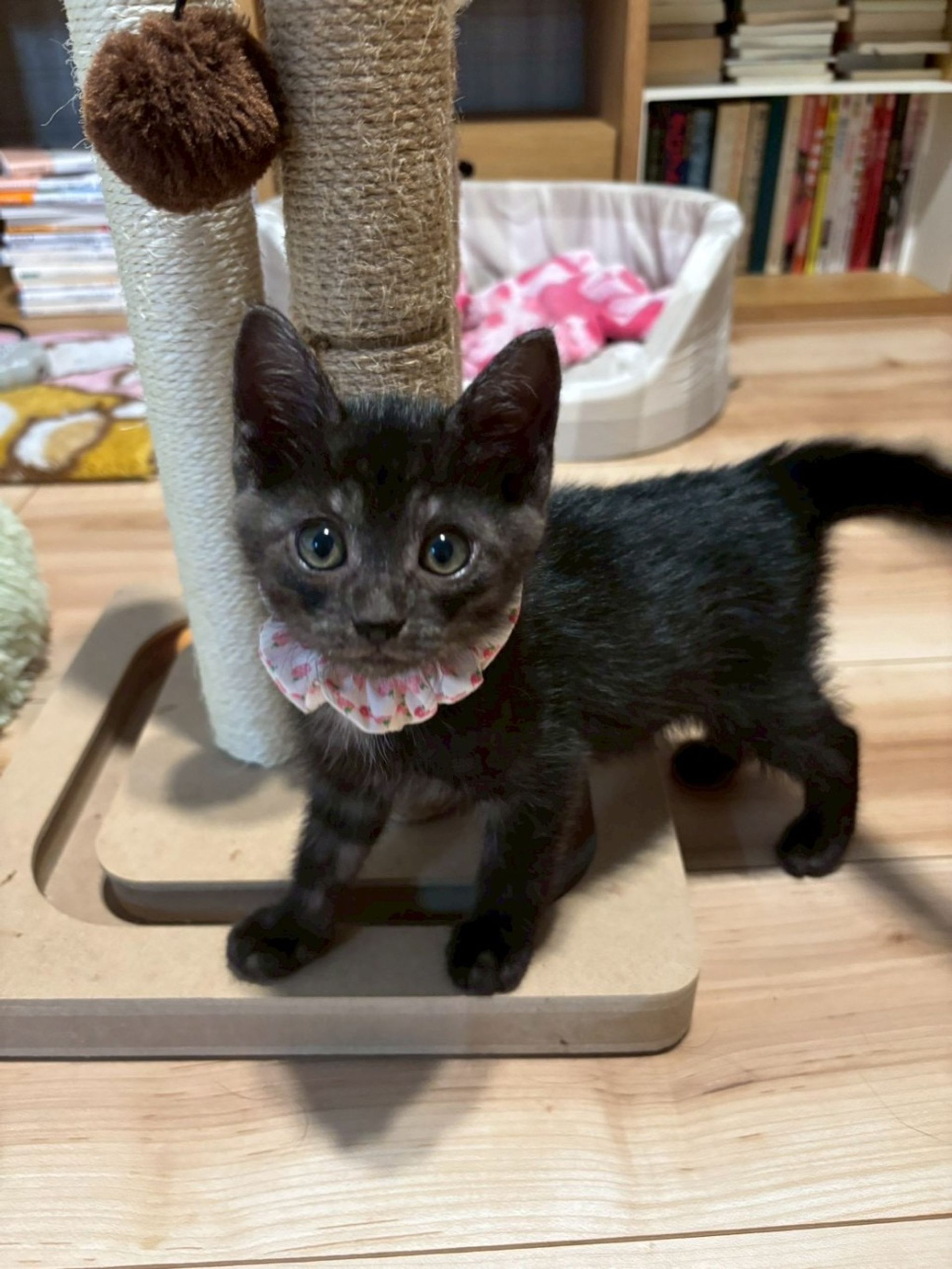 雑種（ミックス猫）・メスの里親募集の写真