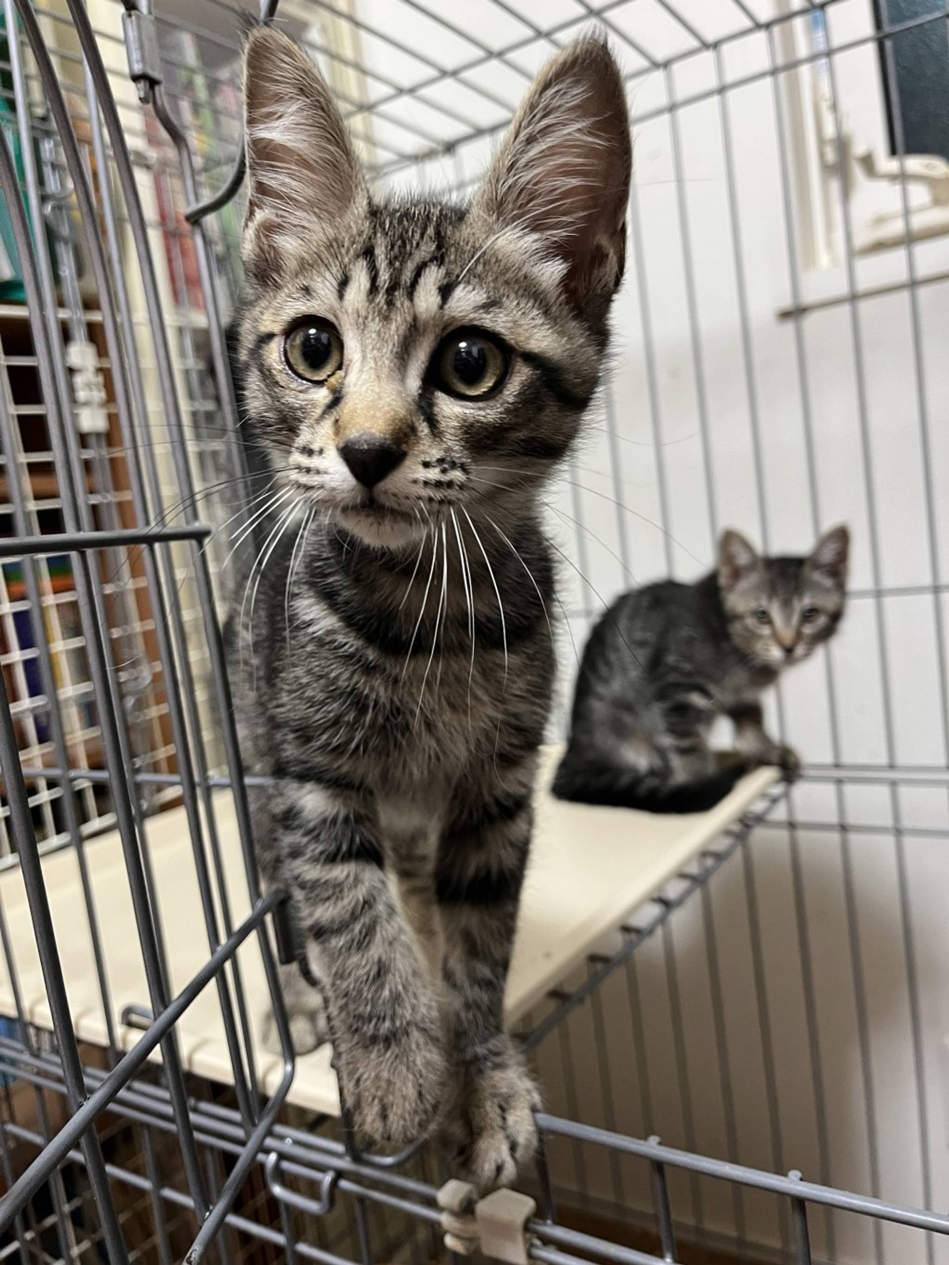 雑種（ミックス猫）・オスの里親募集の写真
