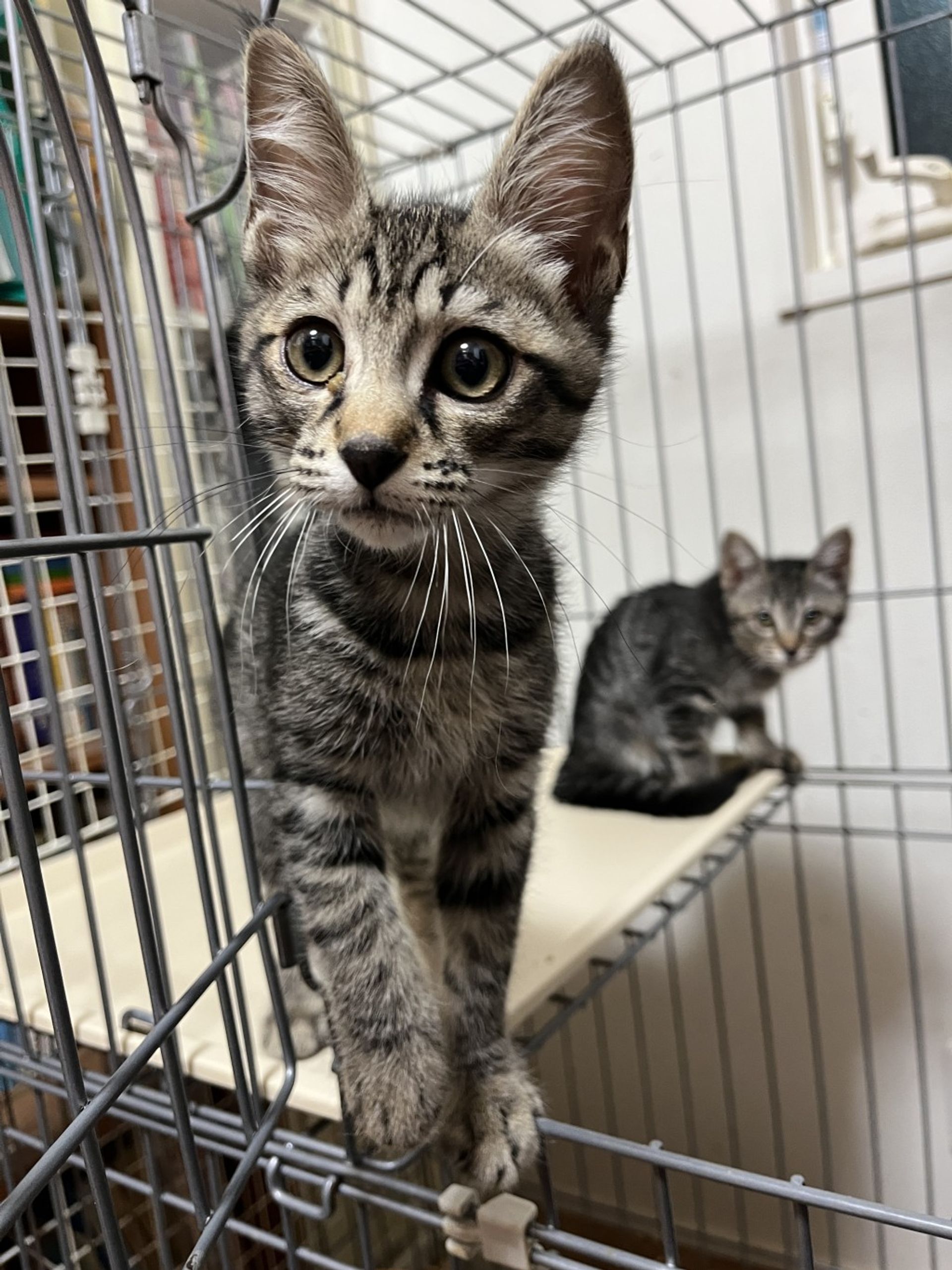 雑種（ミックス猫）・オスの里親募集の写真