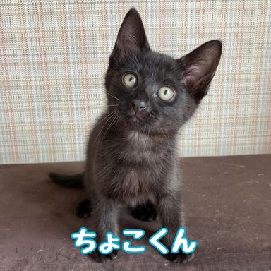 ちょこ
