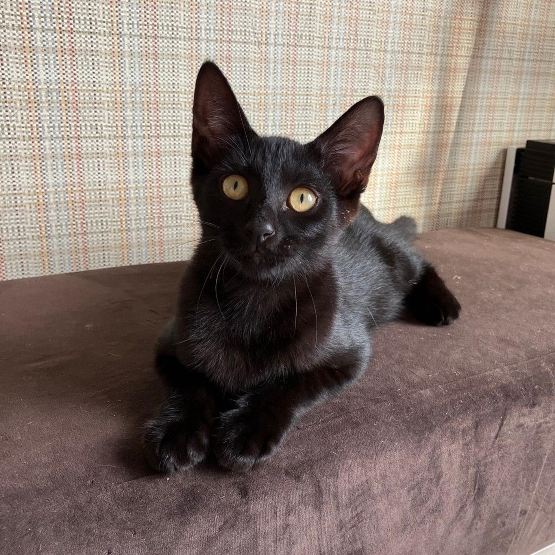 pet-image-2