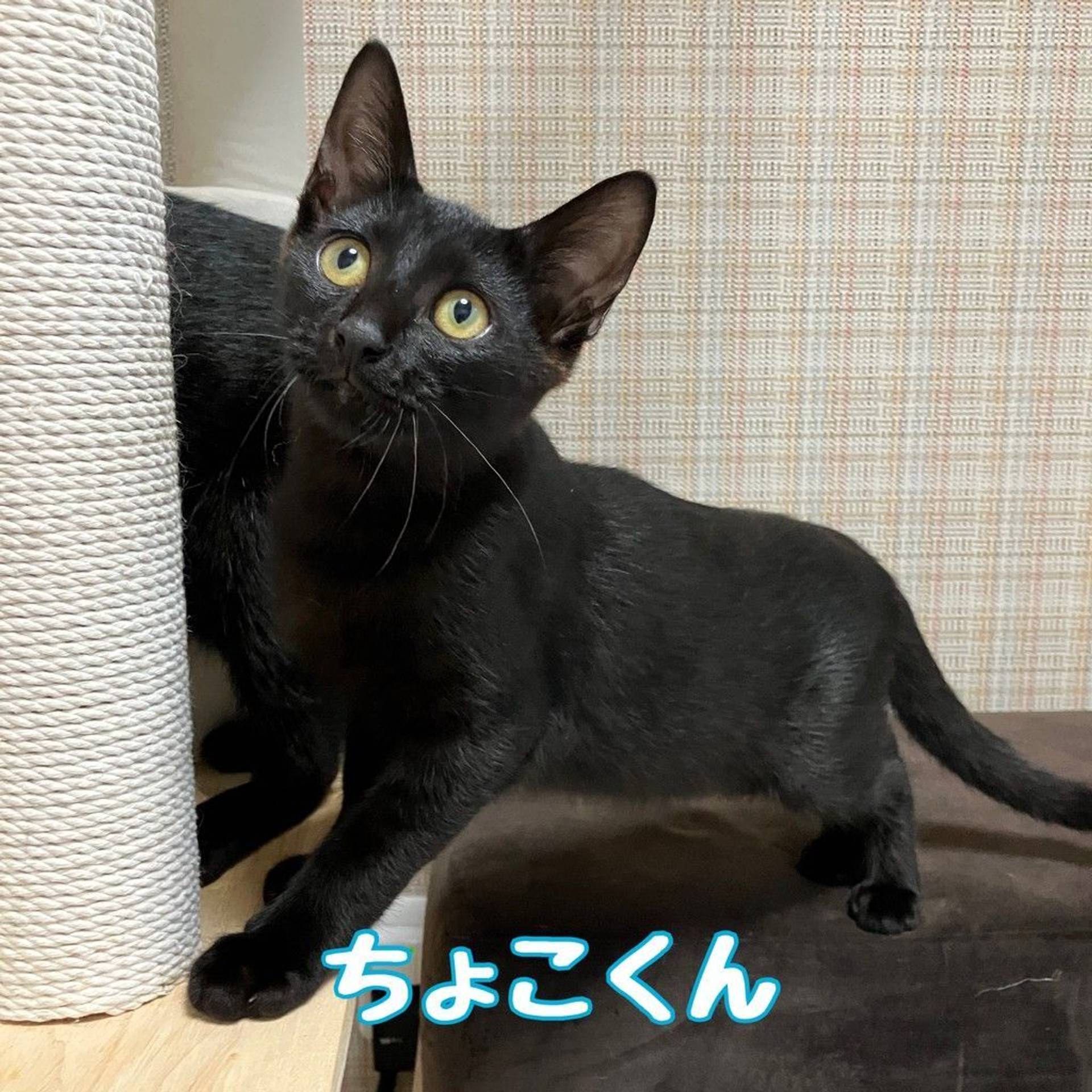 雑種（ミックス猫）・オスの里親募集の写真