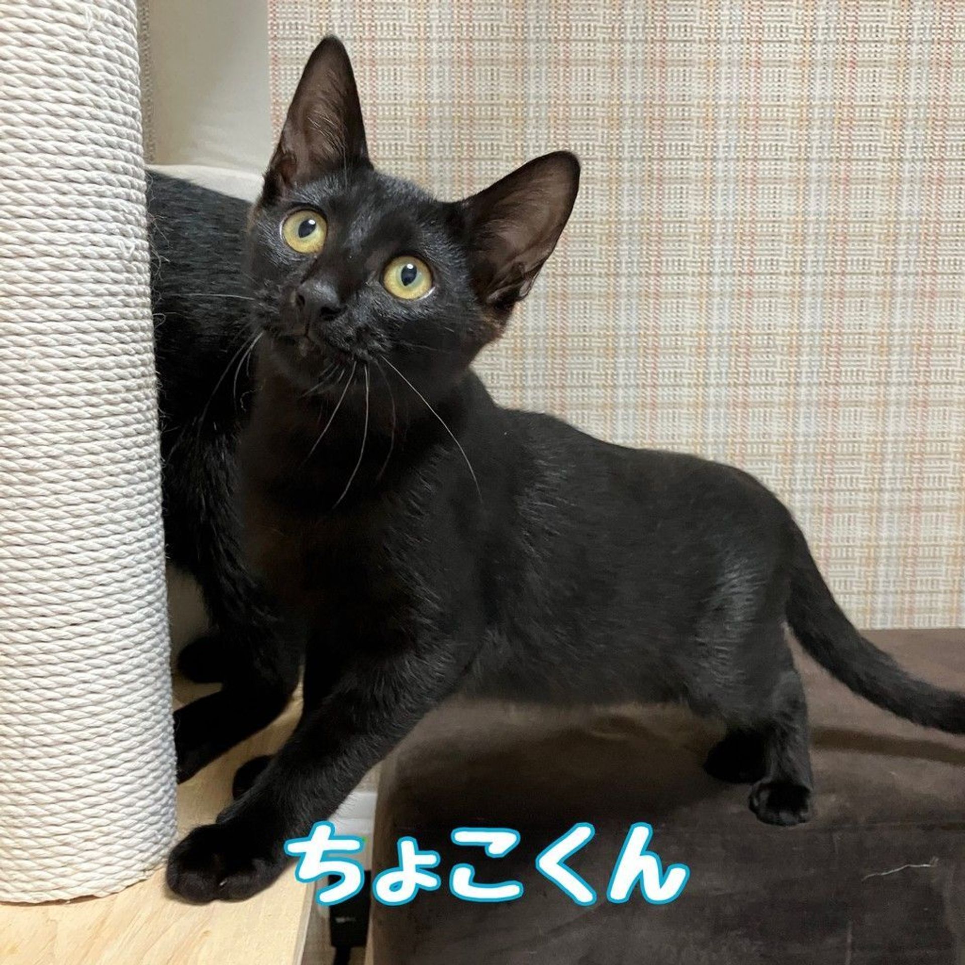 雑種（ミックス猫）・オスの里親募集の写真