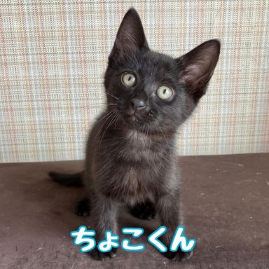 ちょこ