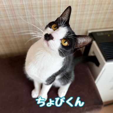 雑種（ミックス猫）・オスの里親募集の写真