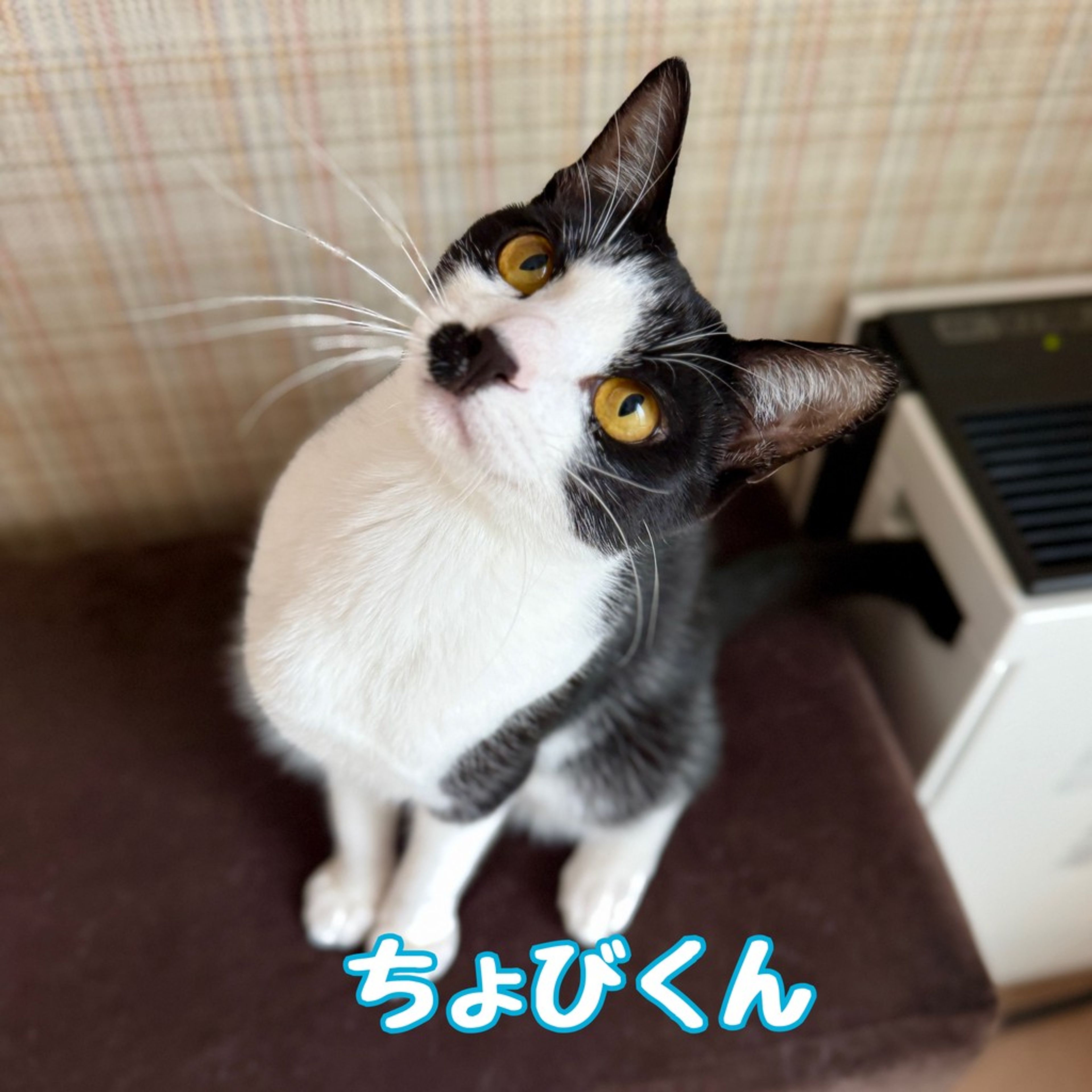 雑種（ミックス猫）・オスの里親募集の写真