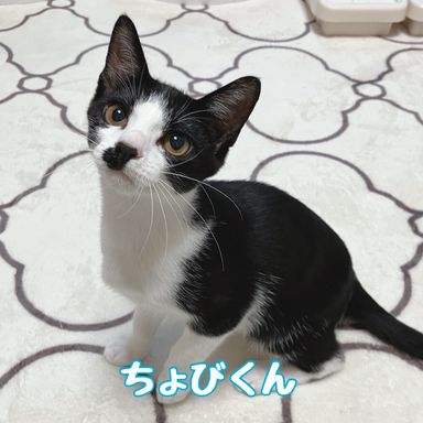 ちょび