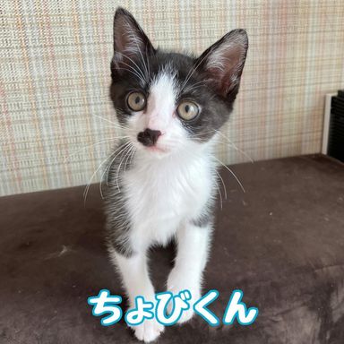 ちょび