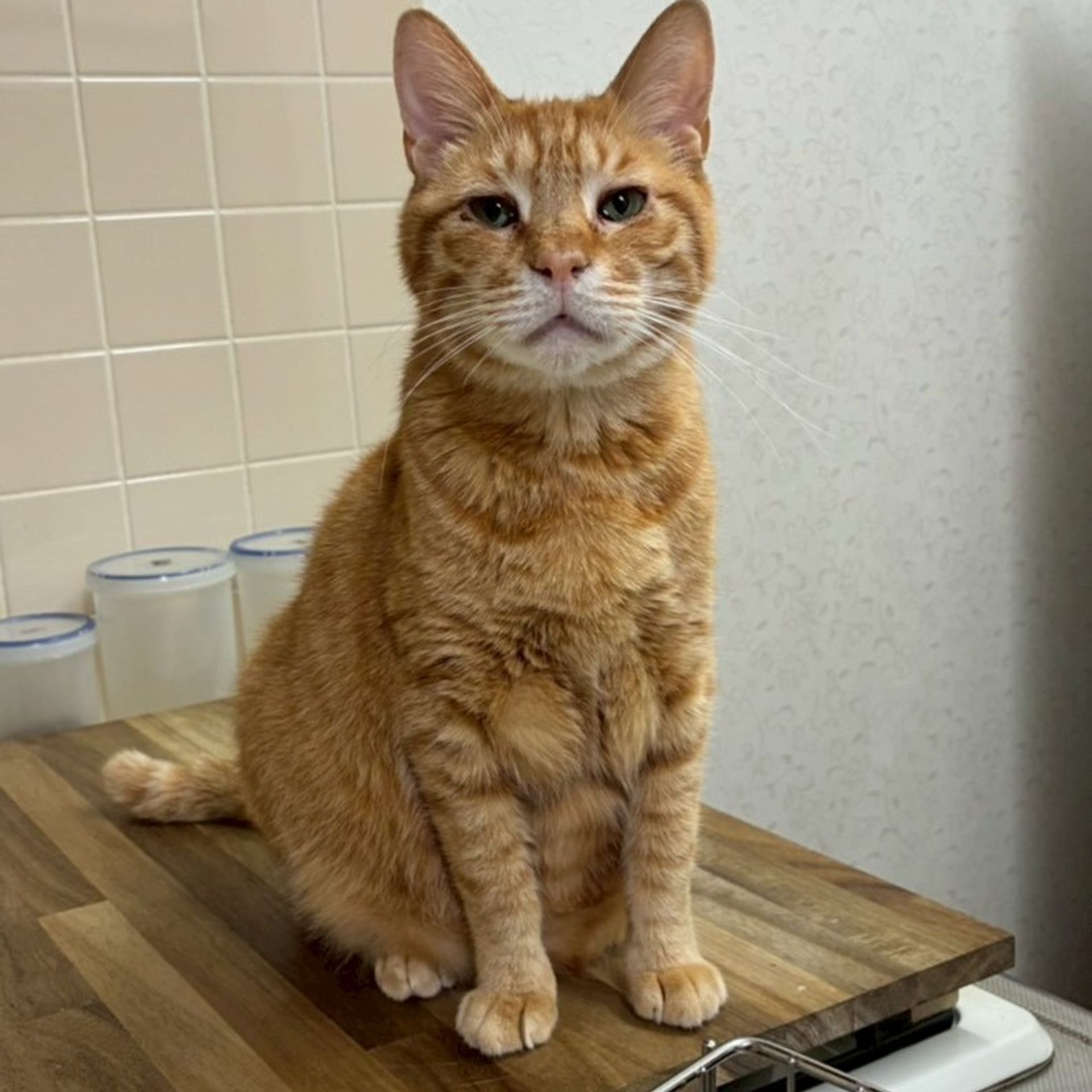 雑種（ミックス猫）・オスの里親募集の写真