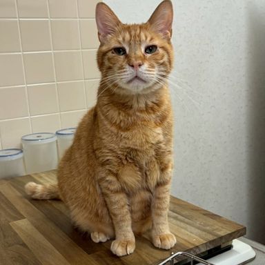 雑種（ミックス猫）・オスの里親募集の写真