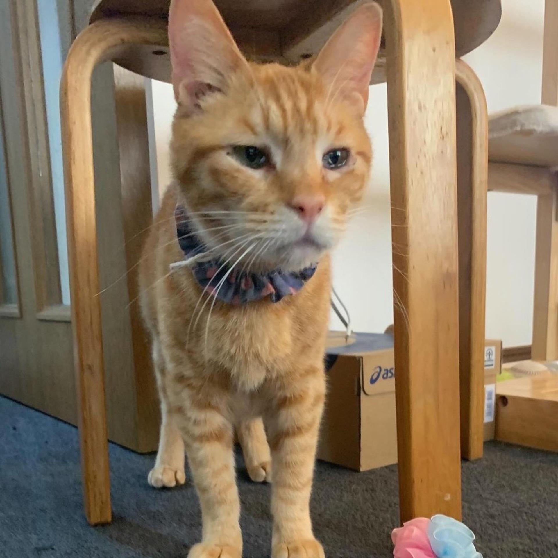 pet-image-4
