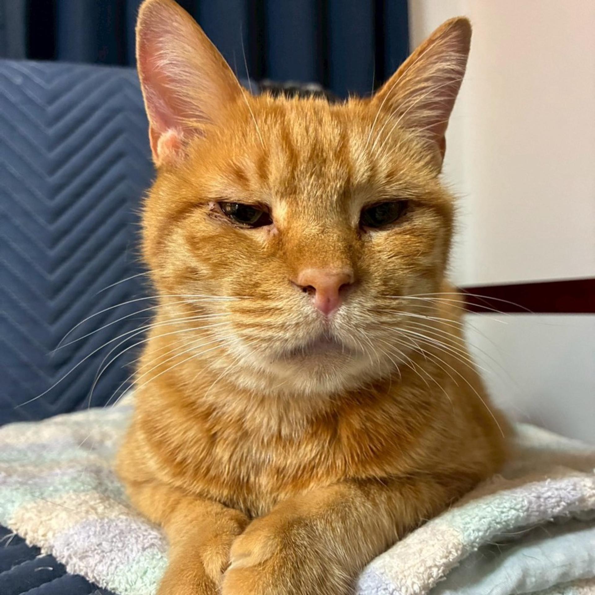 pet-image-6