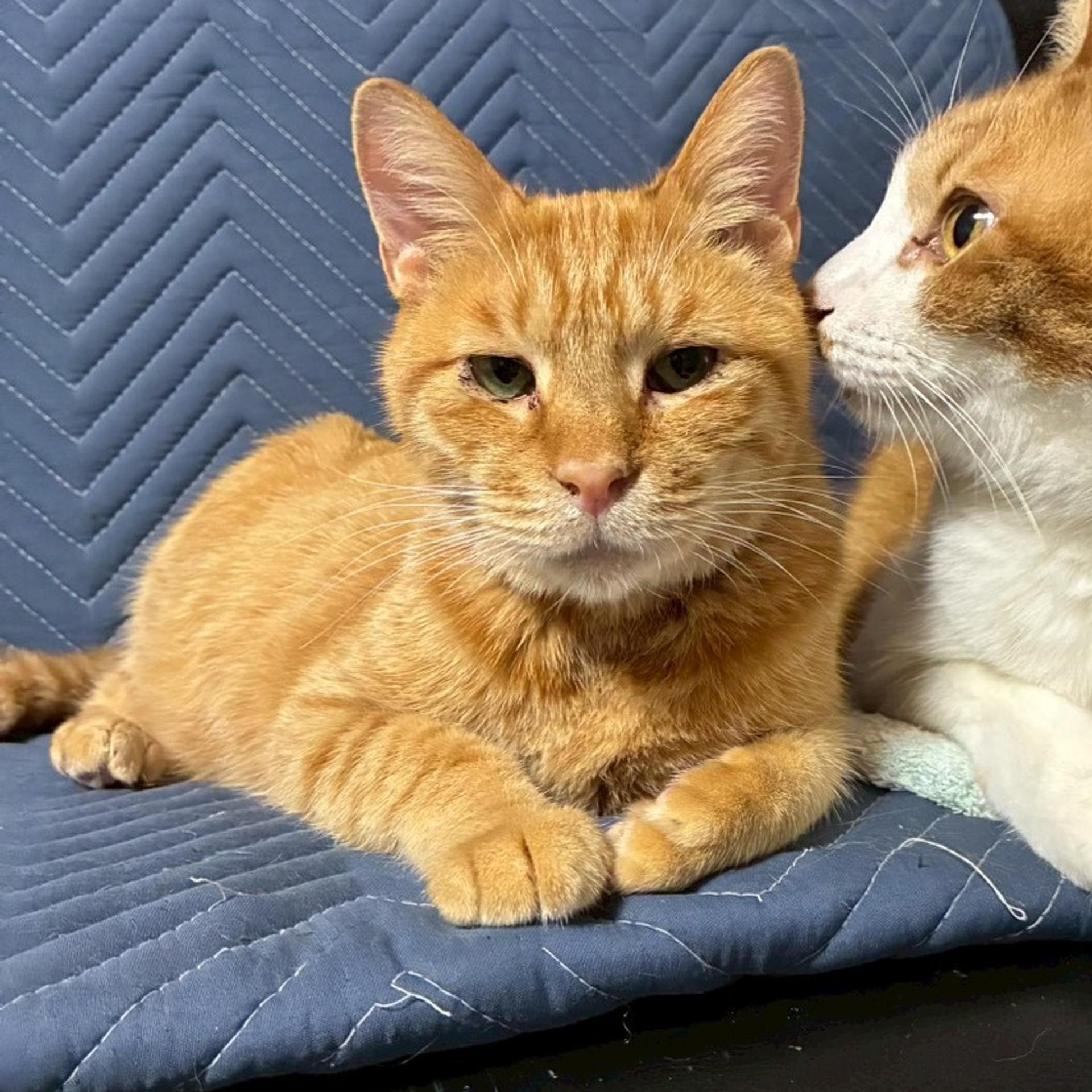 pet-image-7