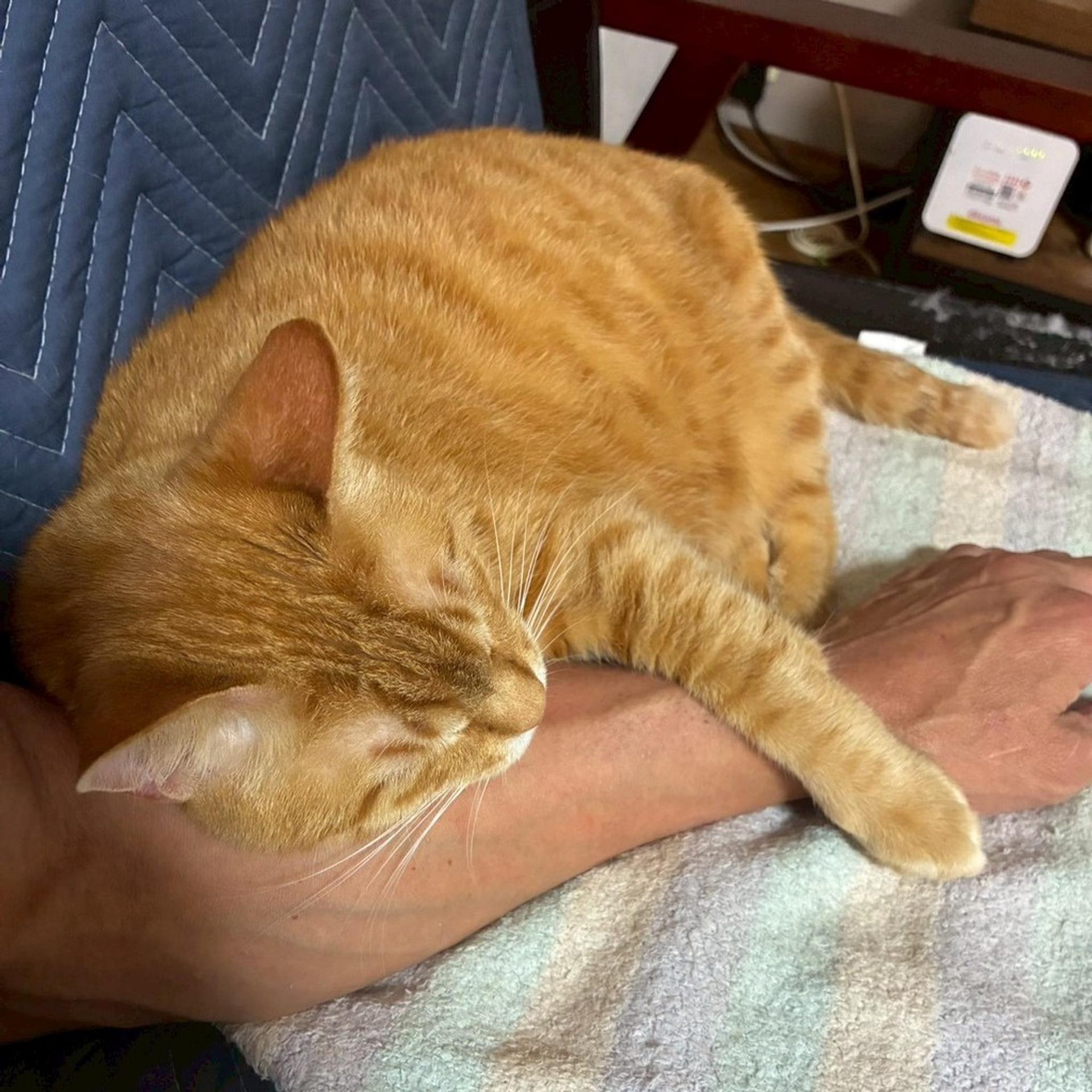 pet-image-9