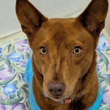 雑種（ミックス犬）・メスの里親募集の写真