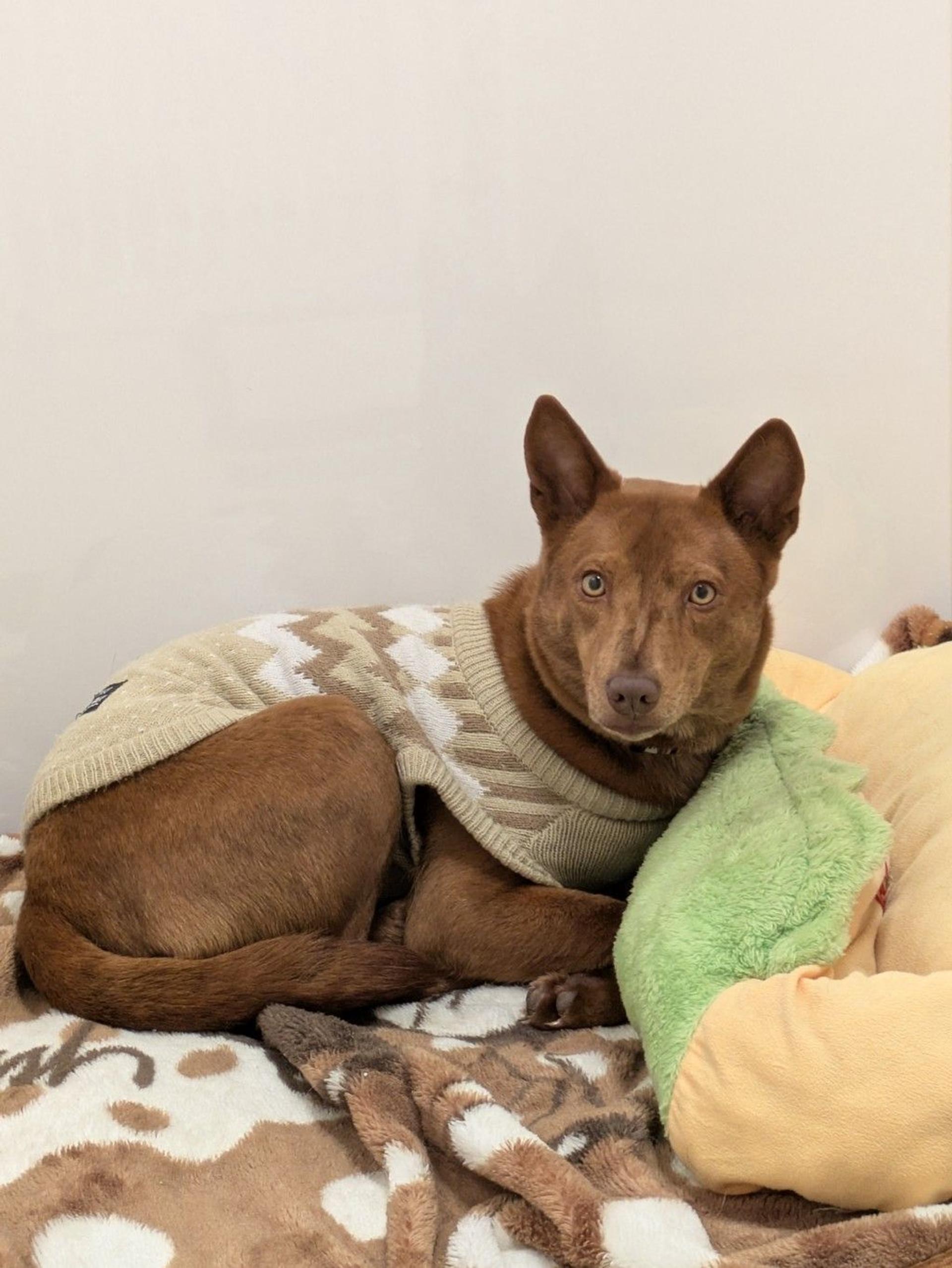 pet-image-3