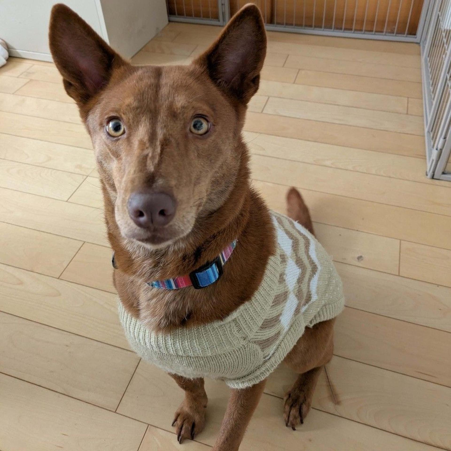 pet-image-6