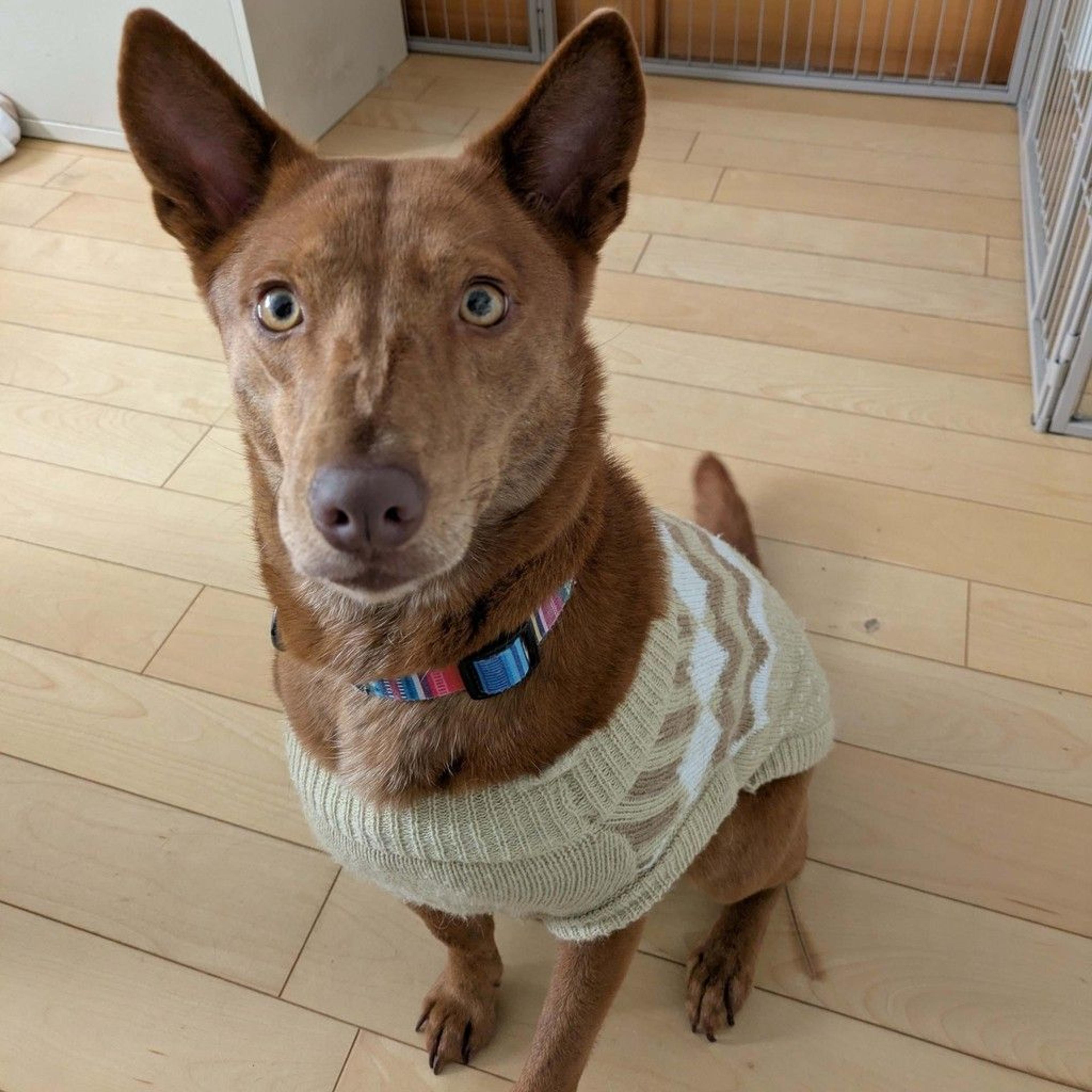 pet-image-6
