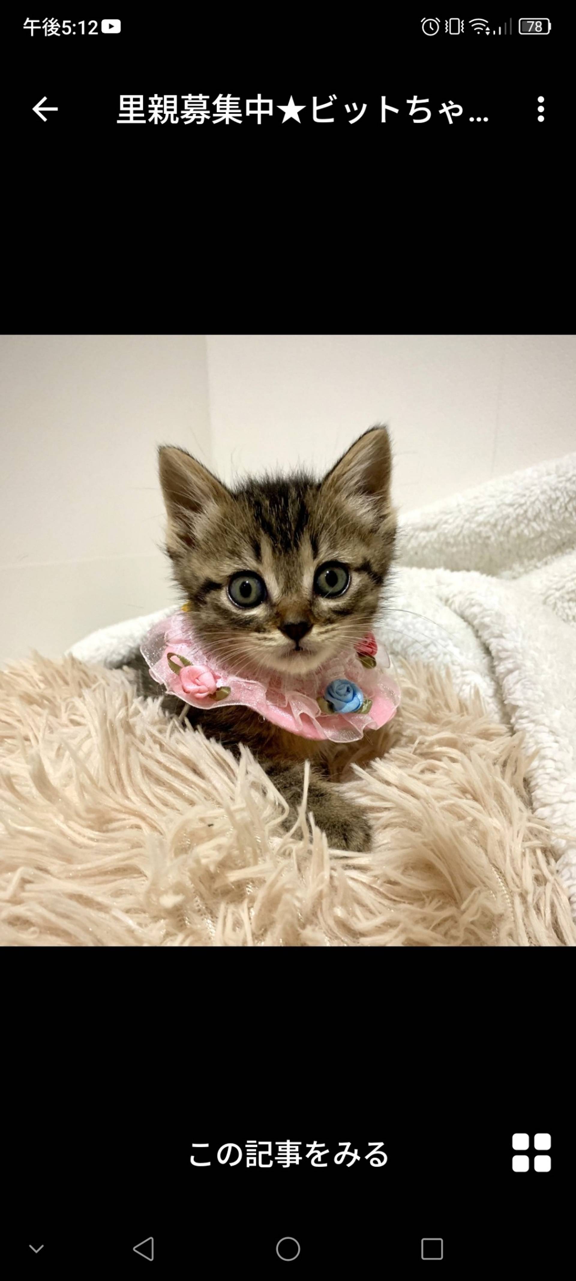 雑種（ミックス猫）・メスの里親募集の写真