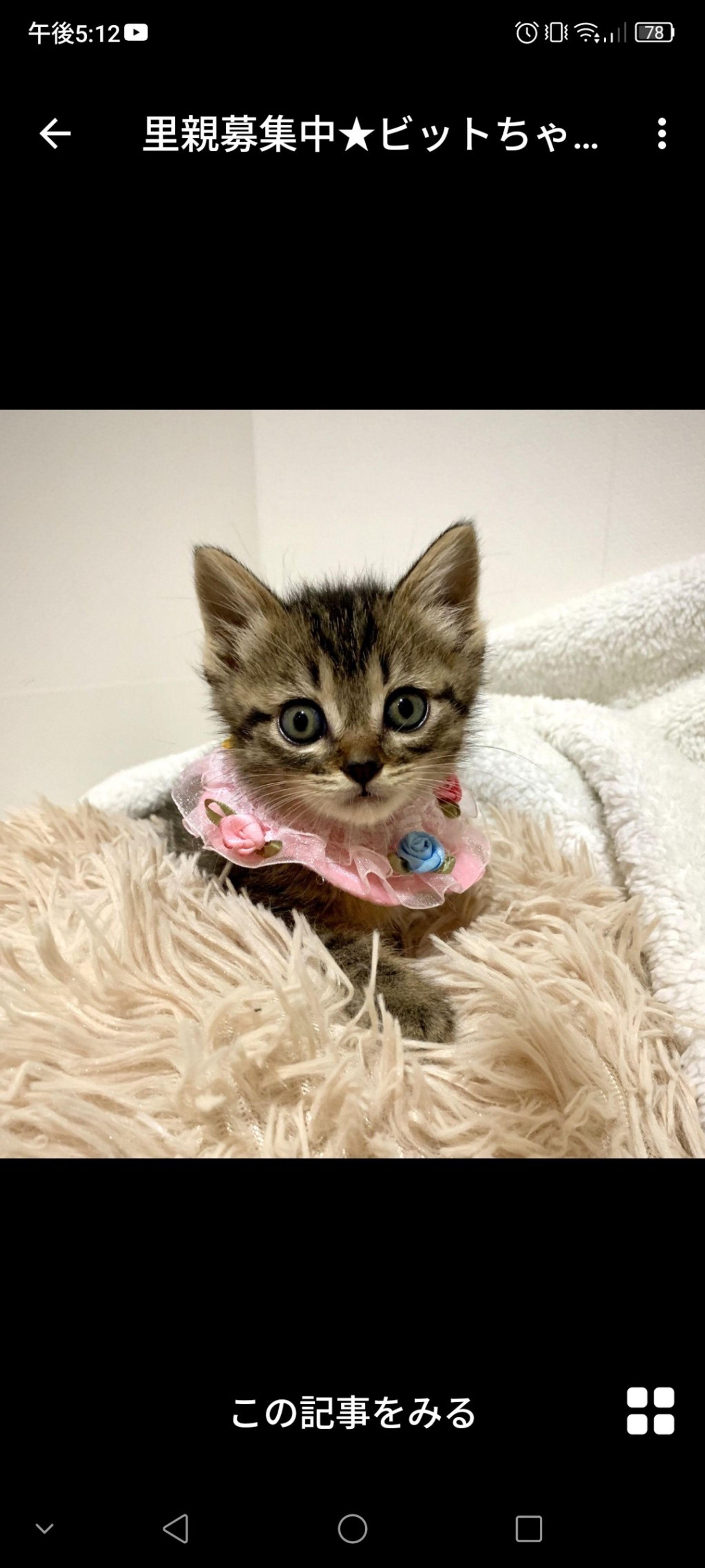 雑種（ミックス猫）・メスの里親募集の写真
