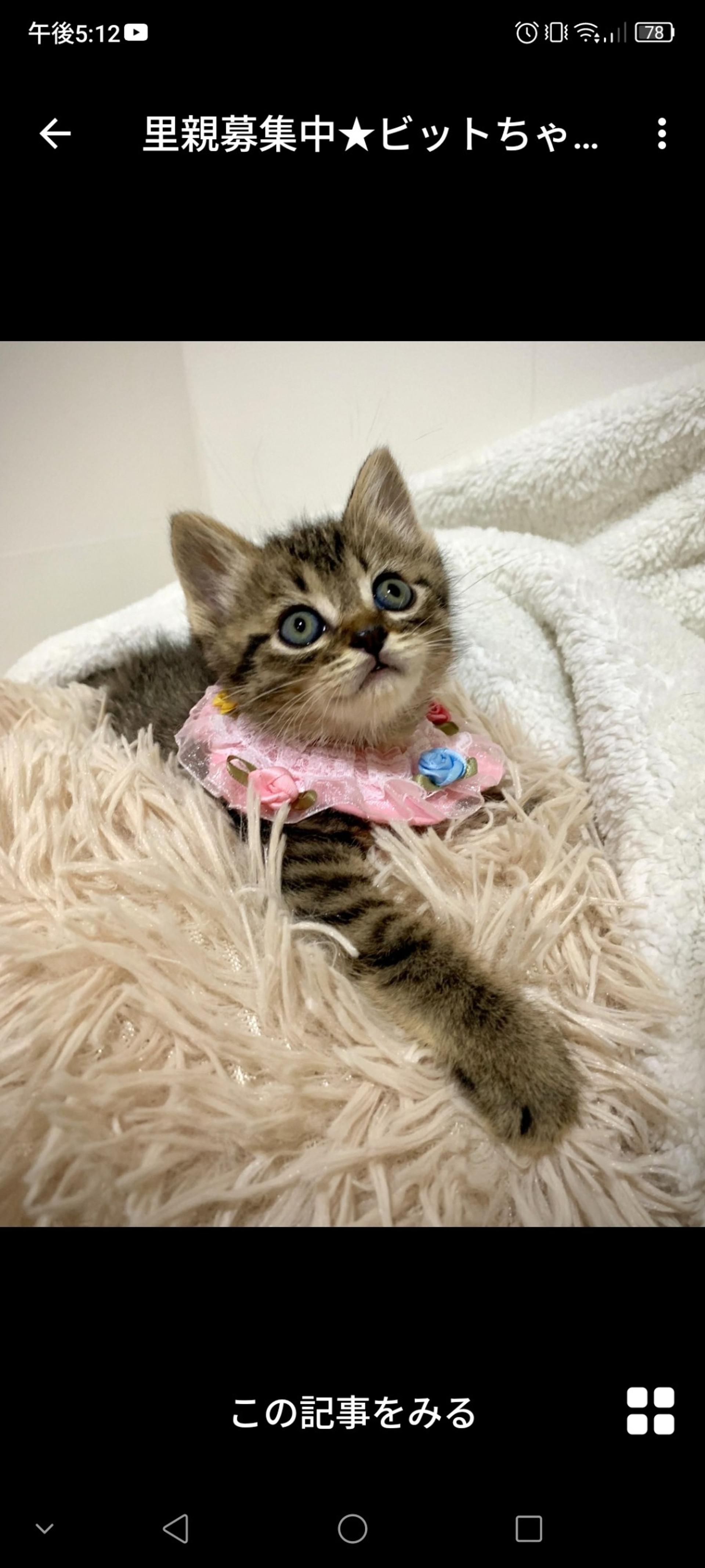 pet-image-3