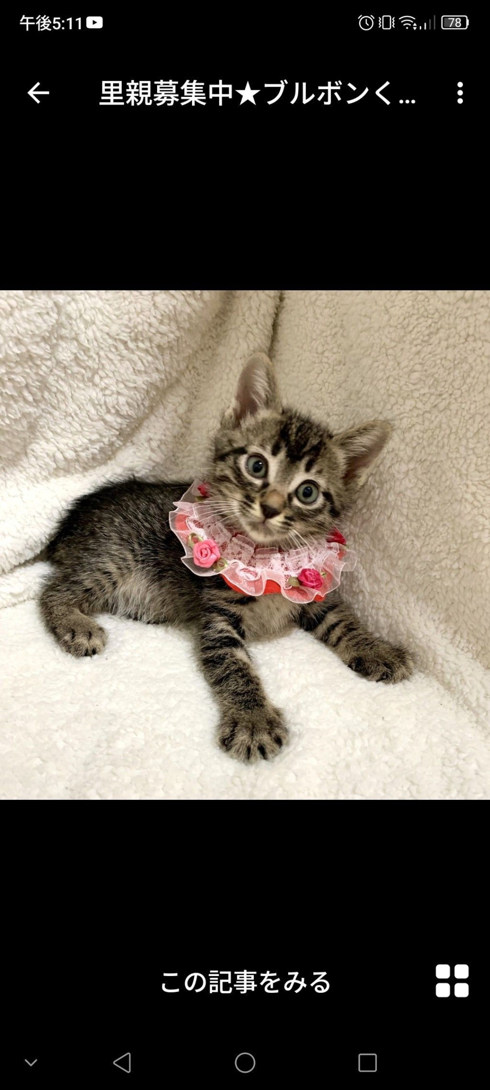 雑種（ミックス猫）・オスの里親募集の写真
