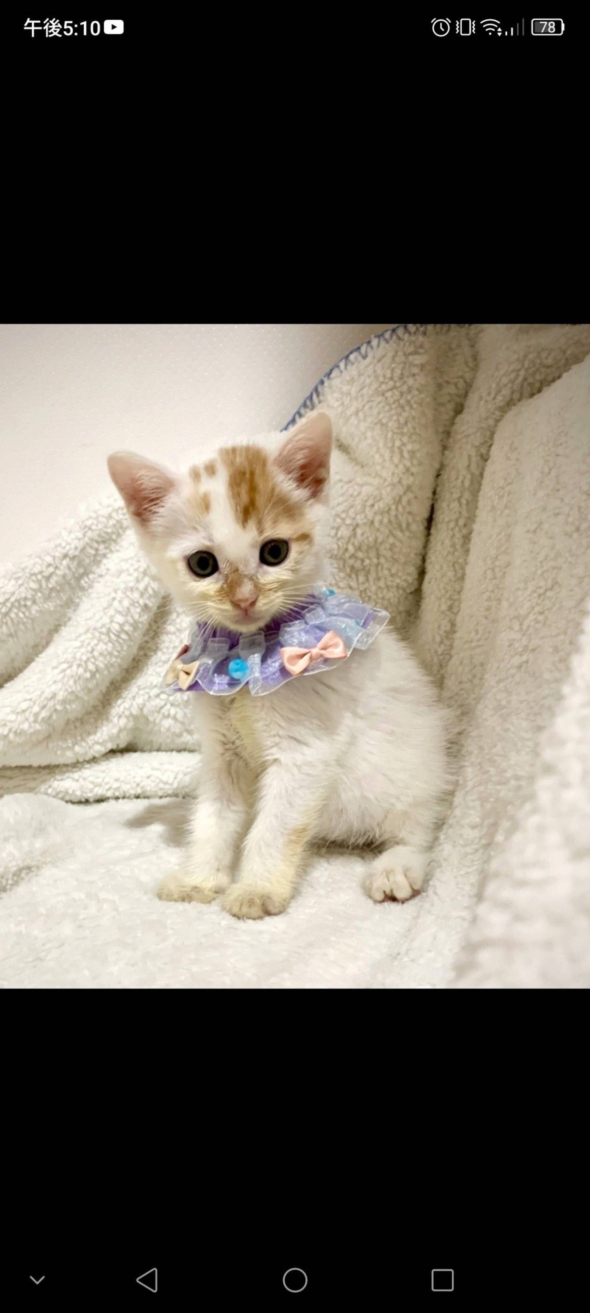 雑種（ミックス猫）・オスの里親募集の写真