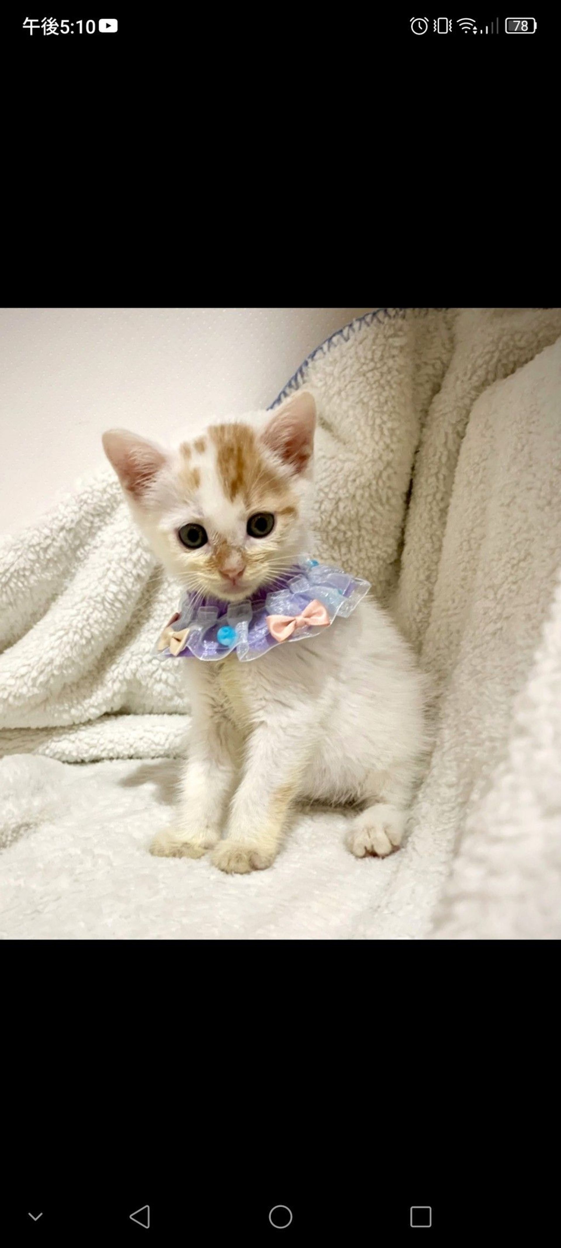 雑種（ミックス猫）・オスの里親募集の写真