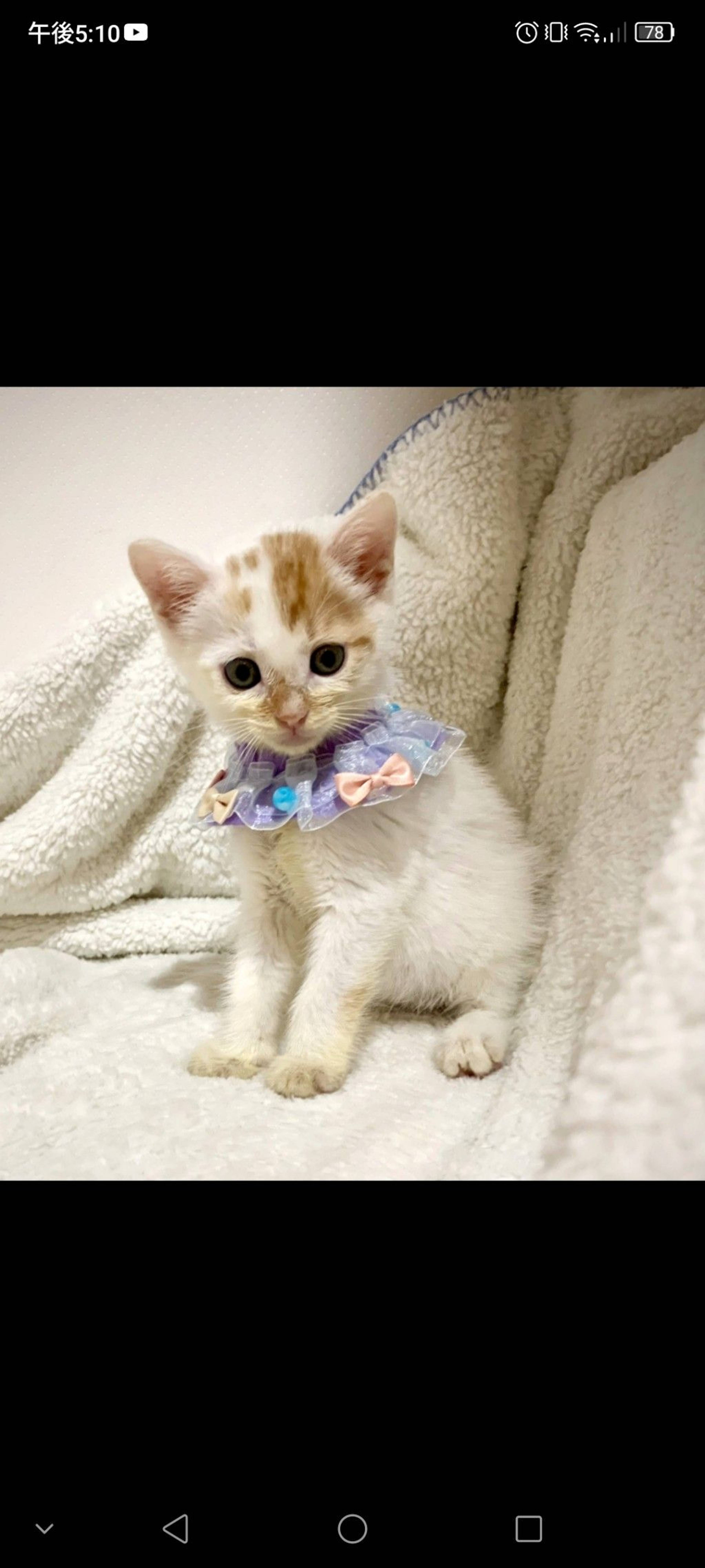 雑種（ミックス猫）・オスの里親募集の写真