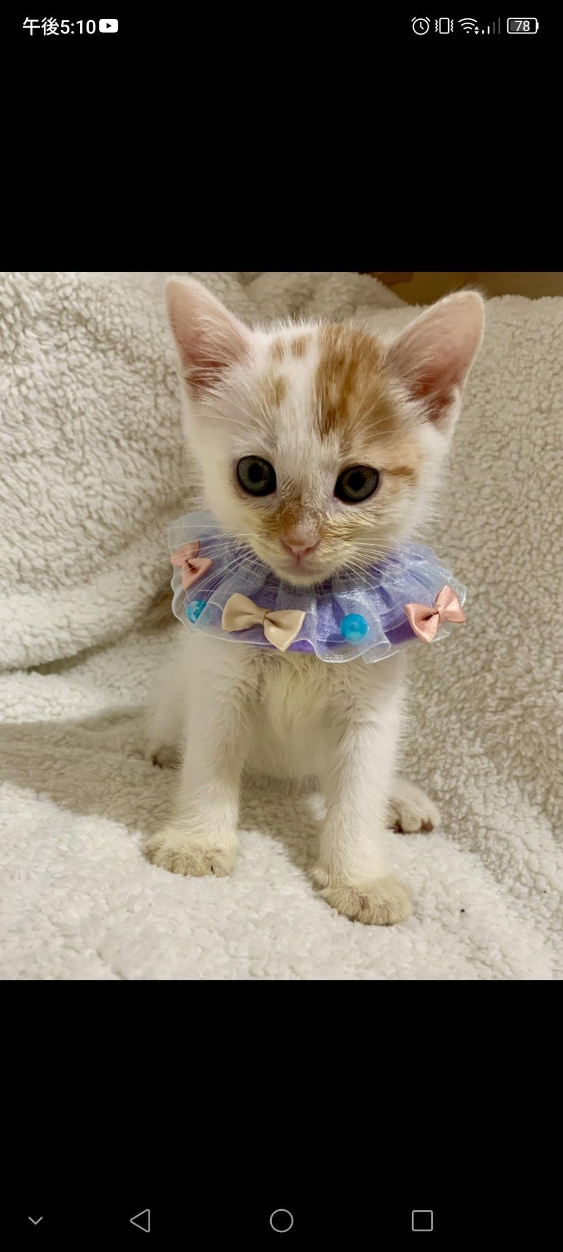 pet-image-2