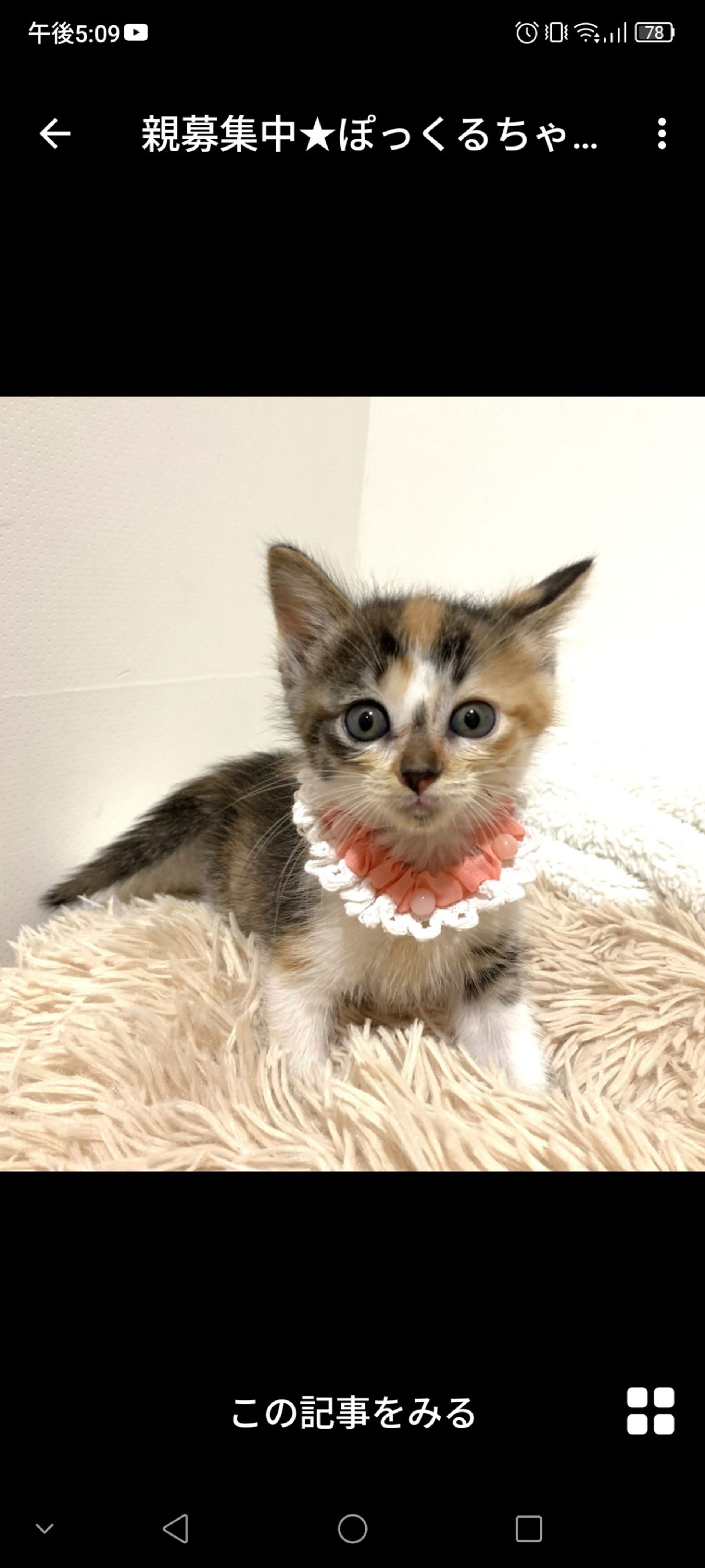雑種（ミックス猫）・メスの里親募集の写真