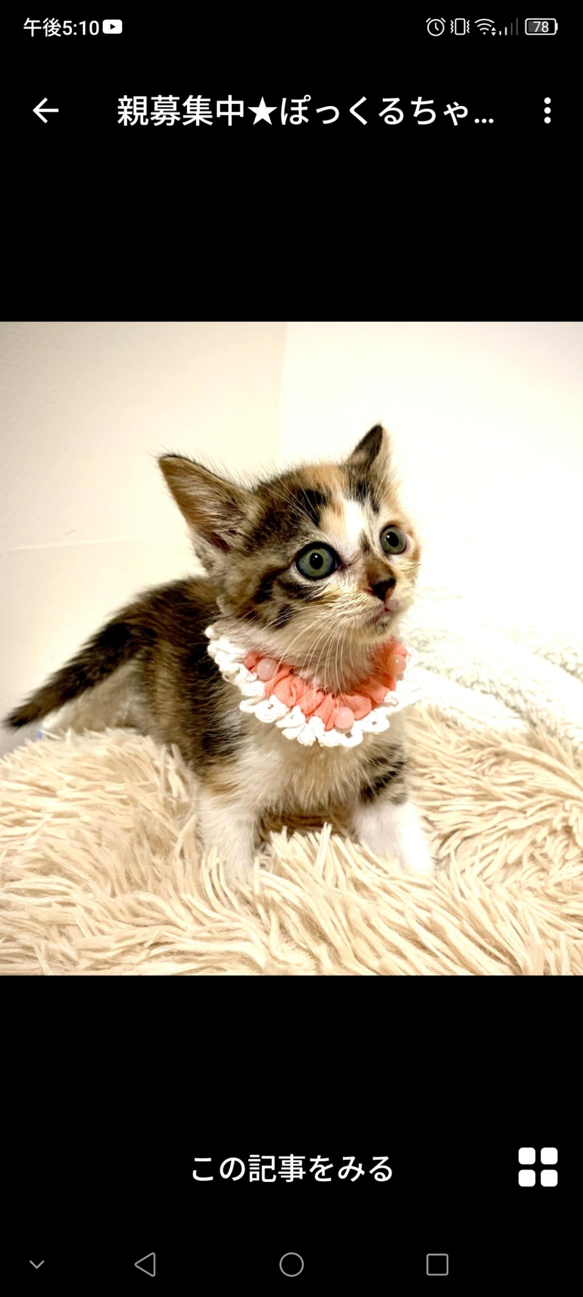 pet-image-2