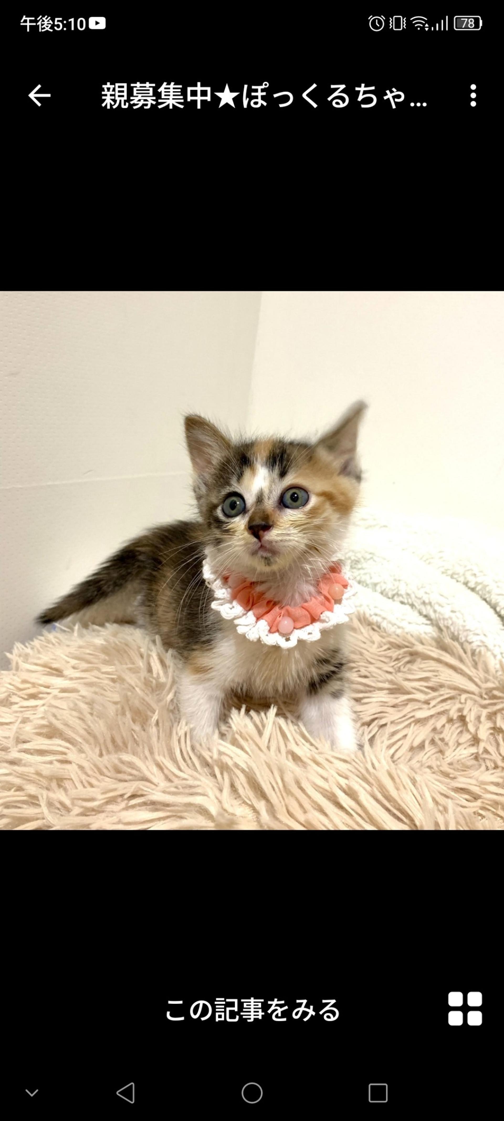 pet-image-3