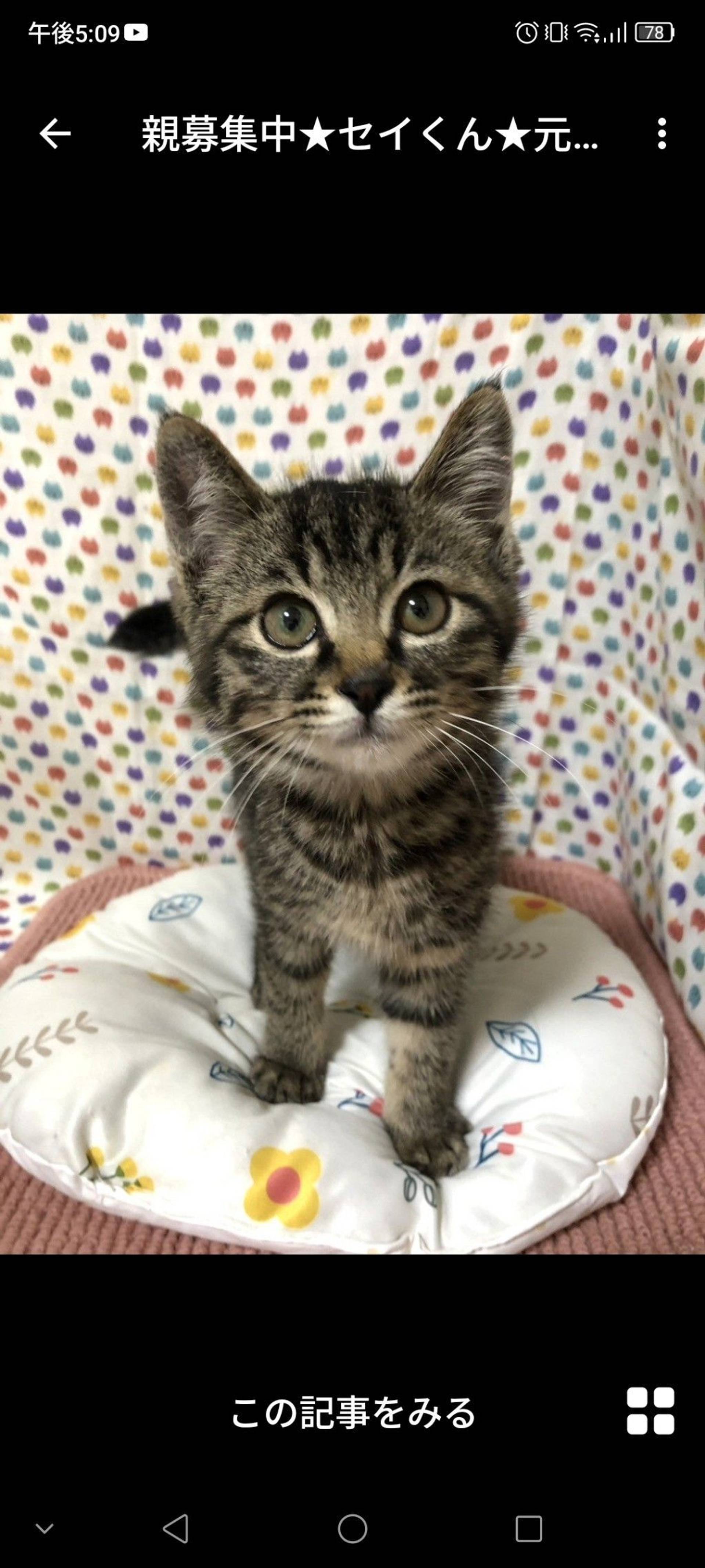 雑種（ミックス猫）・オスの里親募集の写真