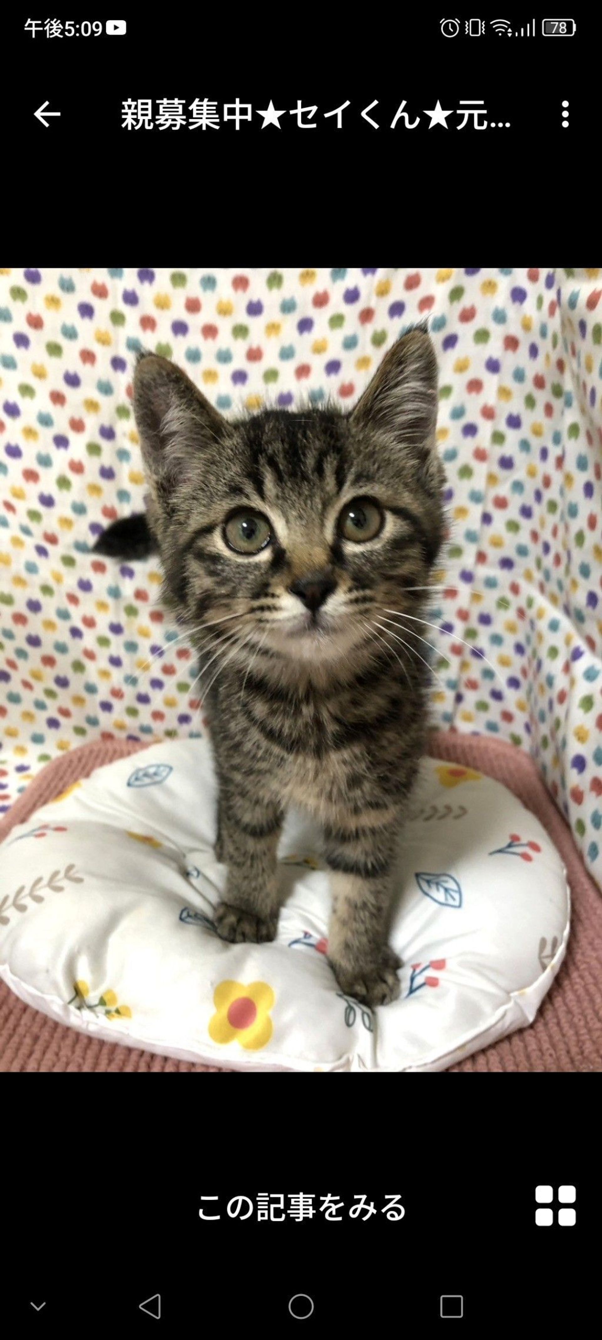 雑種（ミックス猫）・オスの里親募集の写真