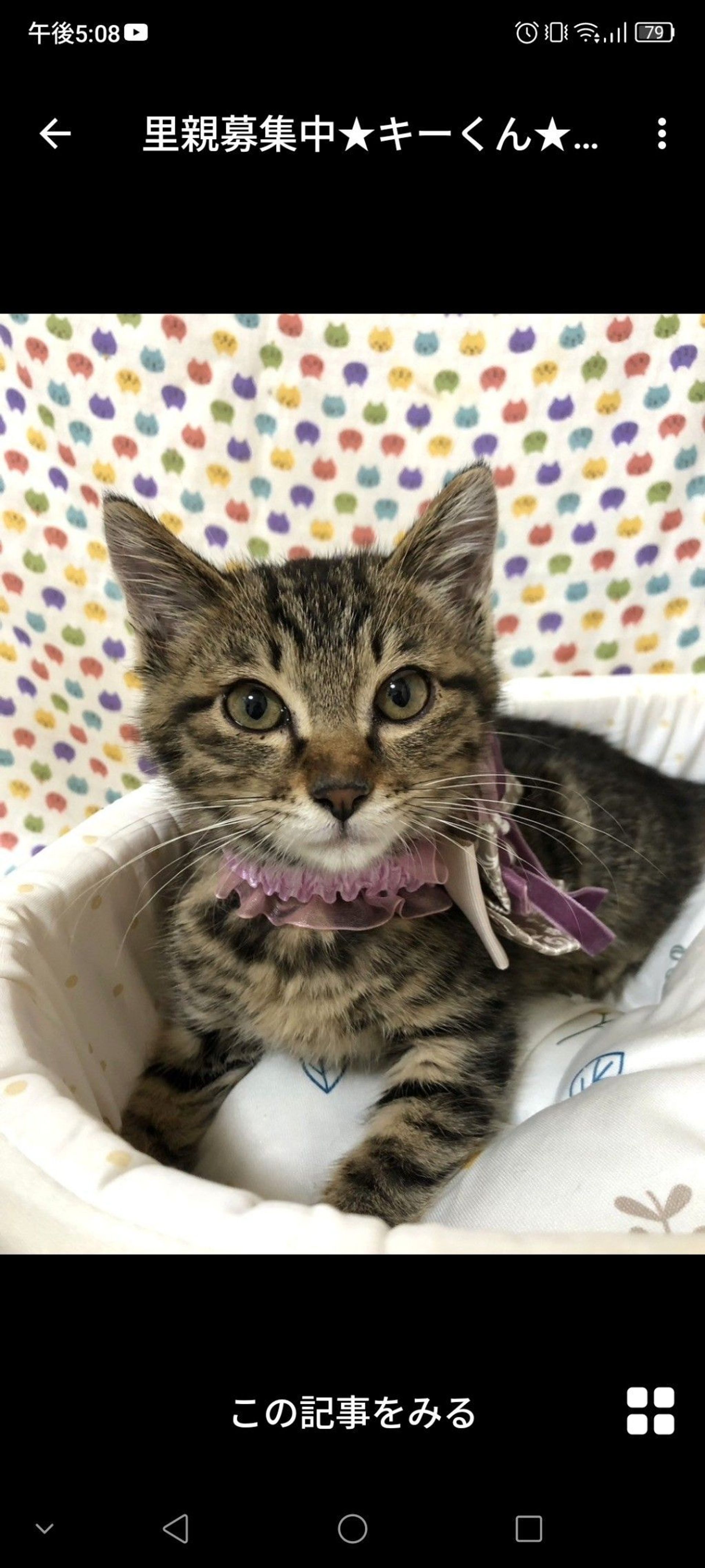 雑種（ミックス猫）・オスの里親募集の写真