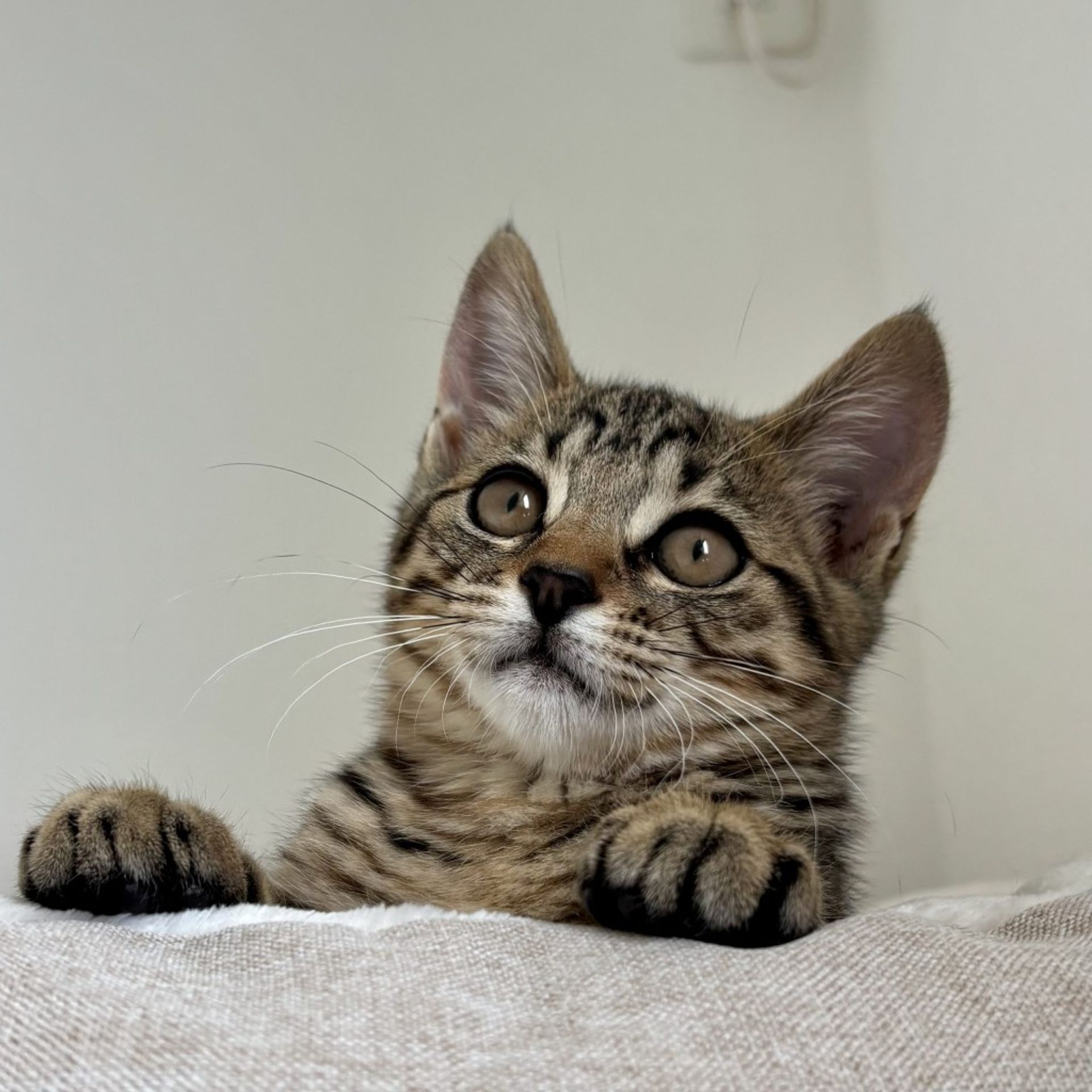 雑種（ミックス猫）・メスの里親募集の写真