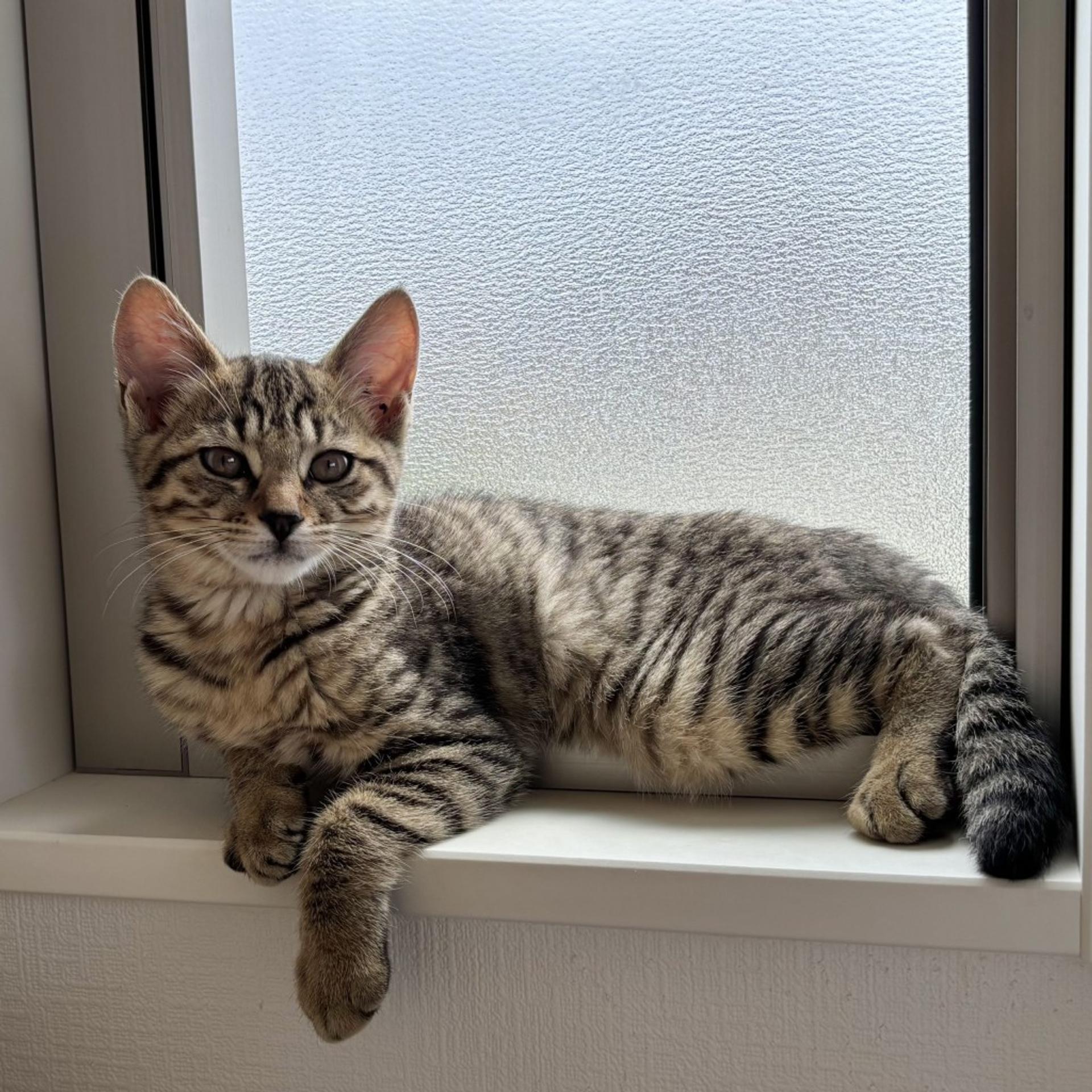 pet-image-4