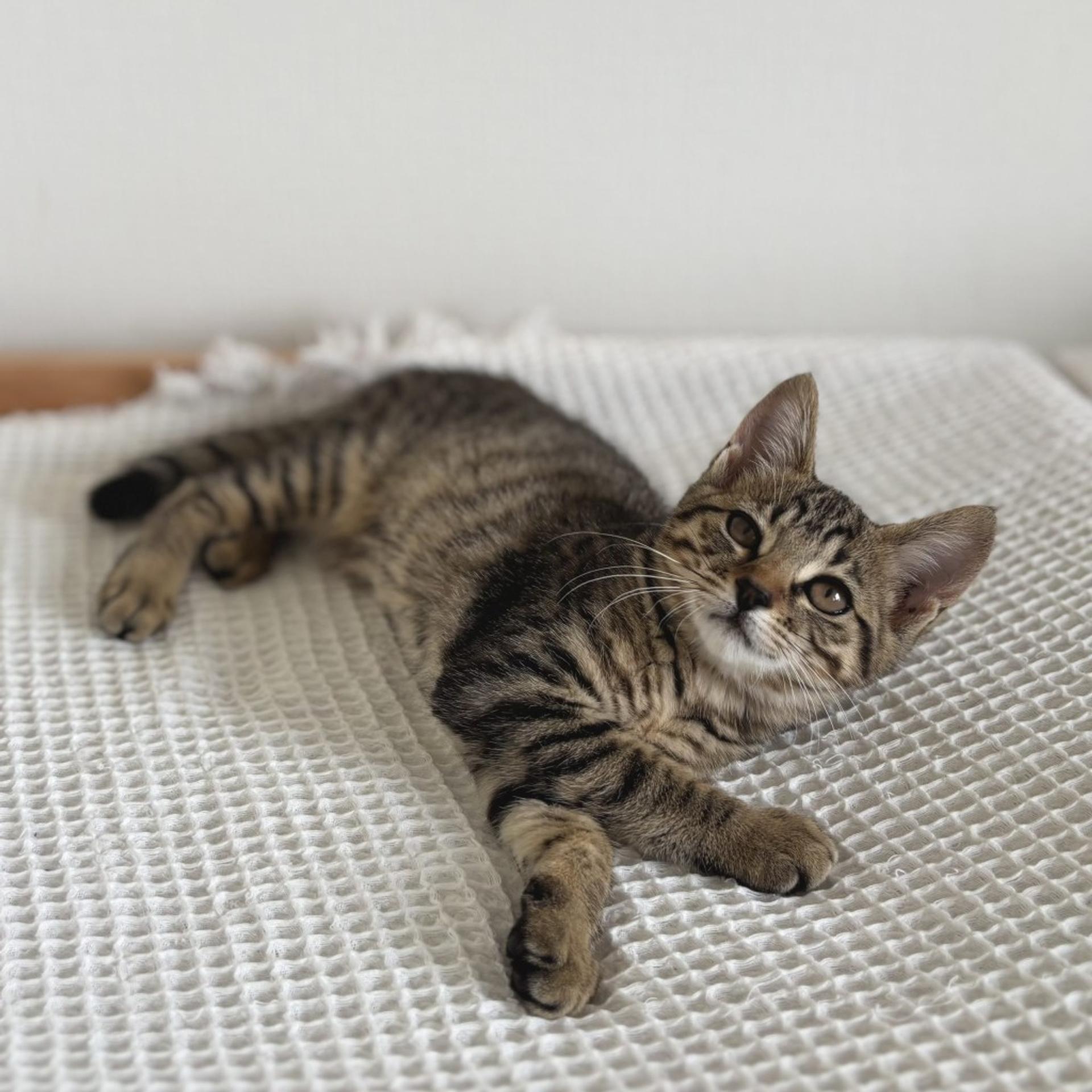 pet-image-3