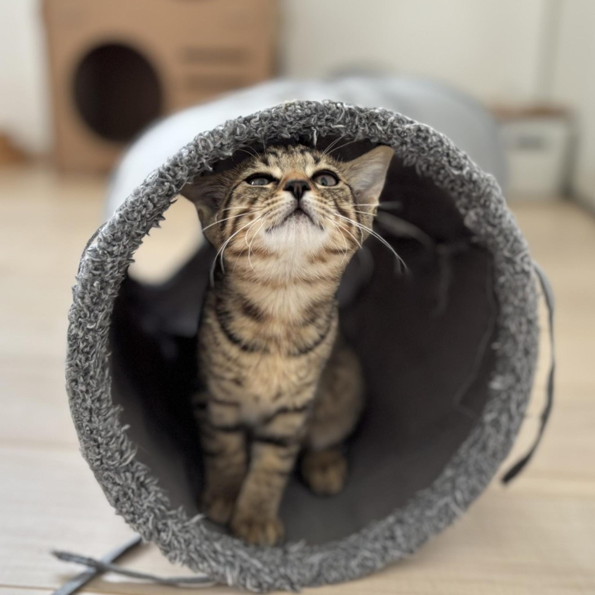 pet-image-5