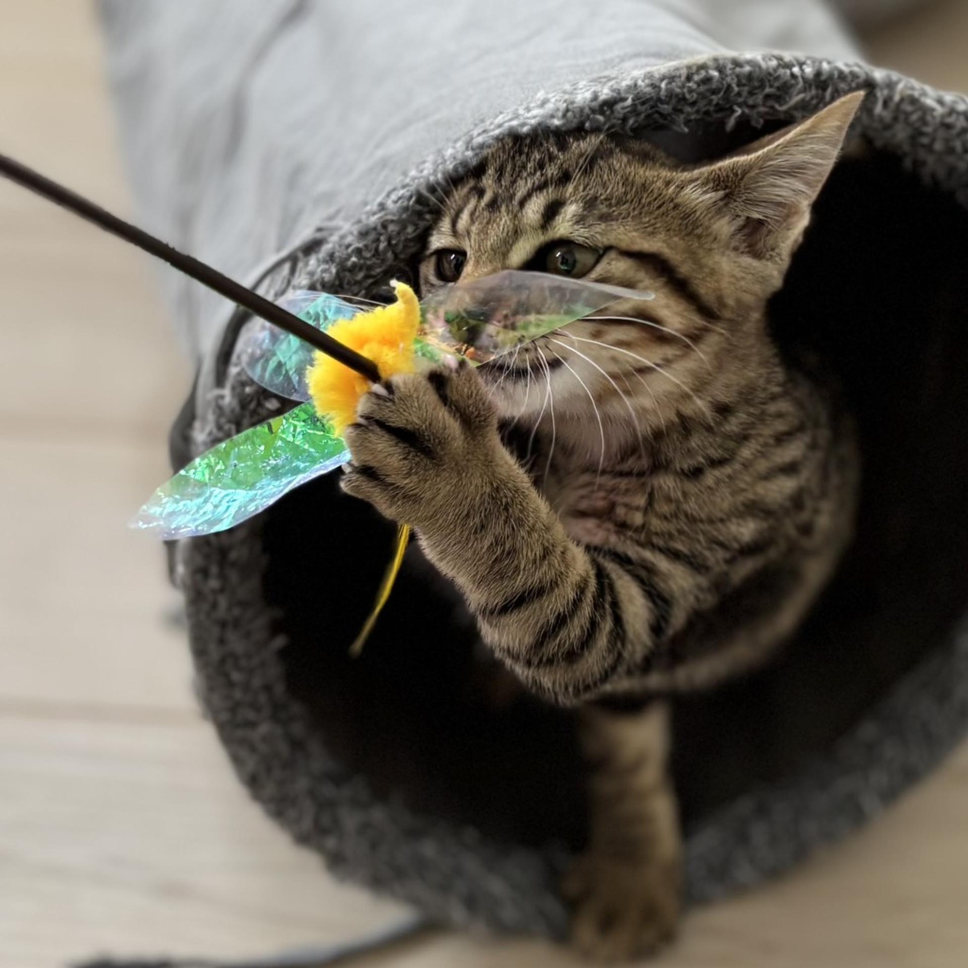 pet-image-6