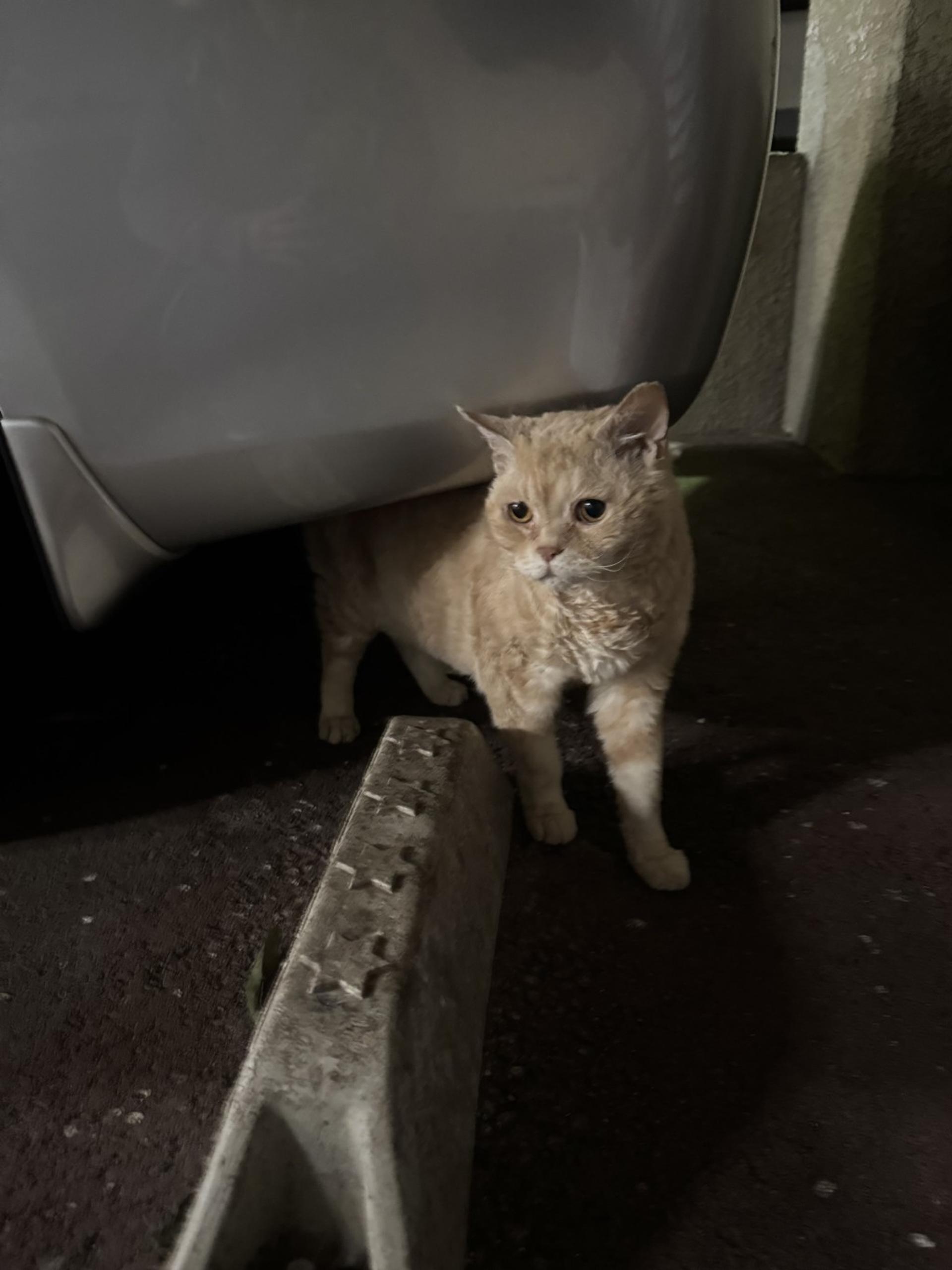 pet-image-9
