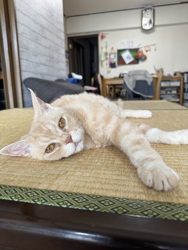 ボクちゃんです