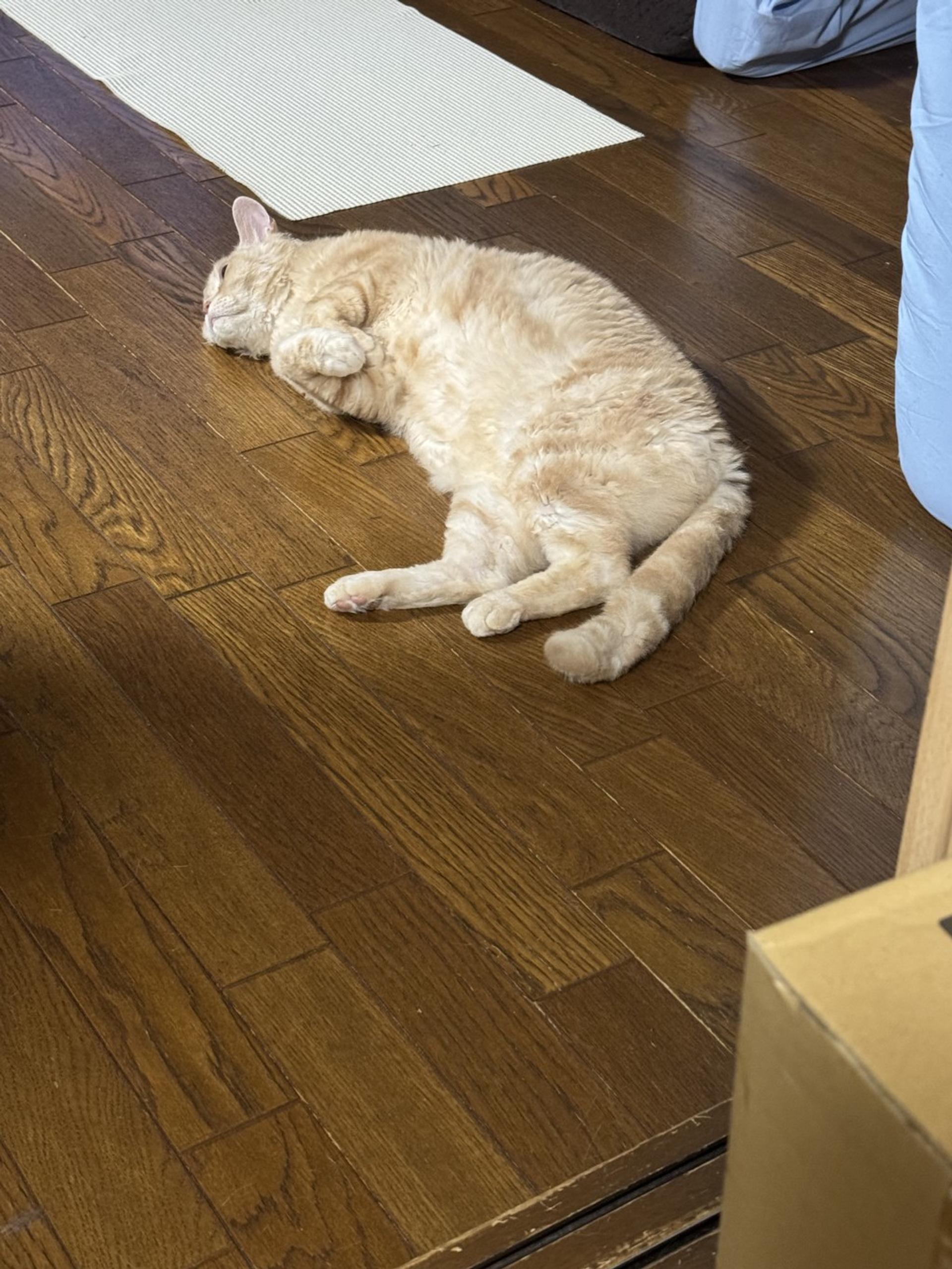 pet-image-4