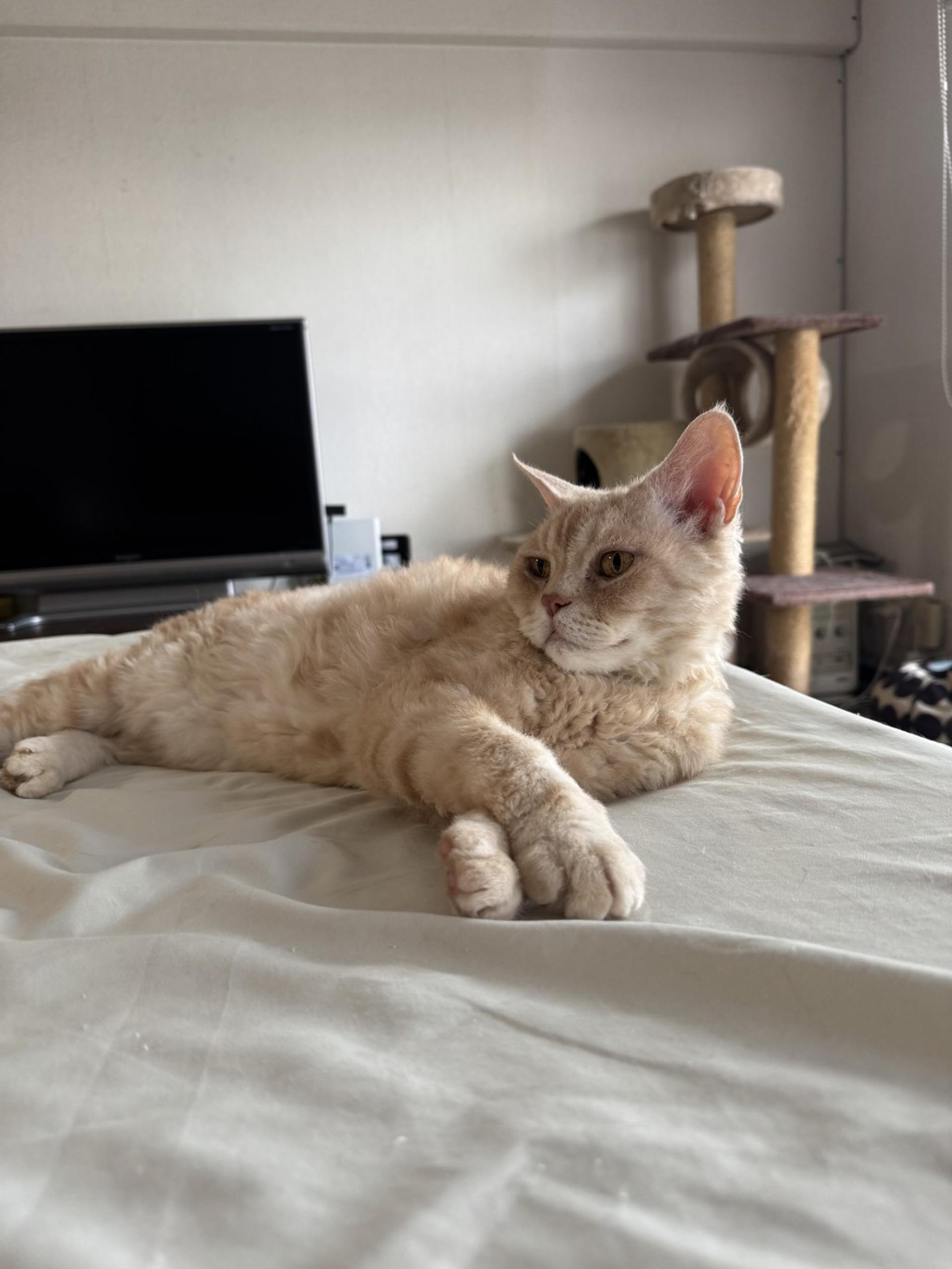 pet-image-10